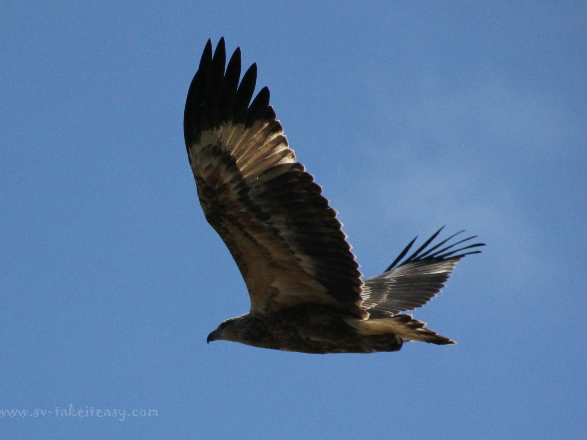 Whistling Kite soars over the water