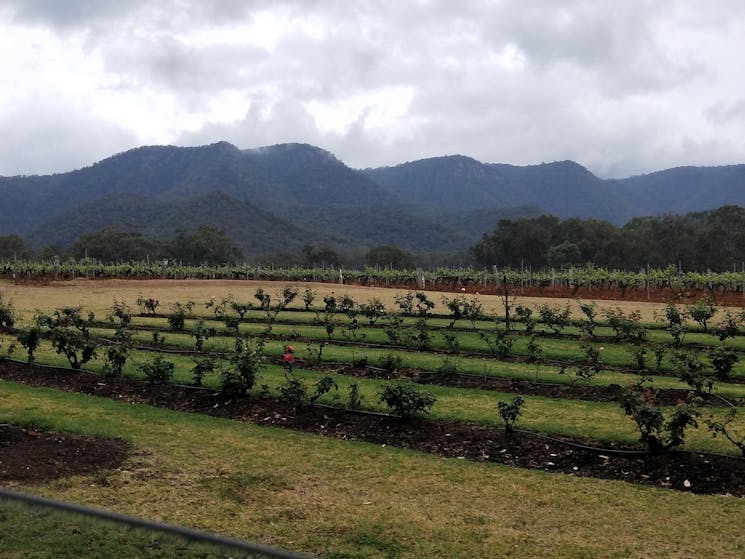 Wine growing area with mountain backdrop