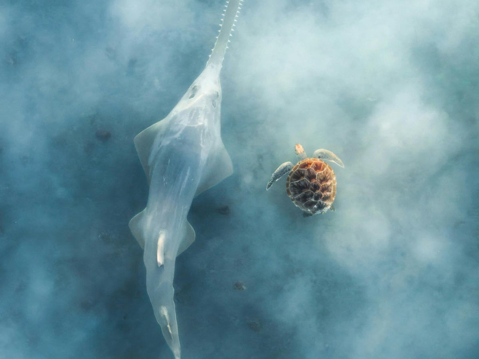 An overhead view of a sawfish swimming alongside a sea turtle in hazy blue water.