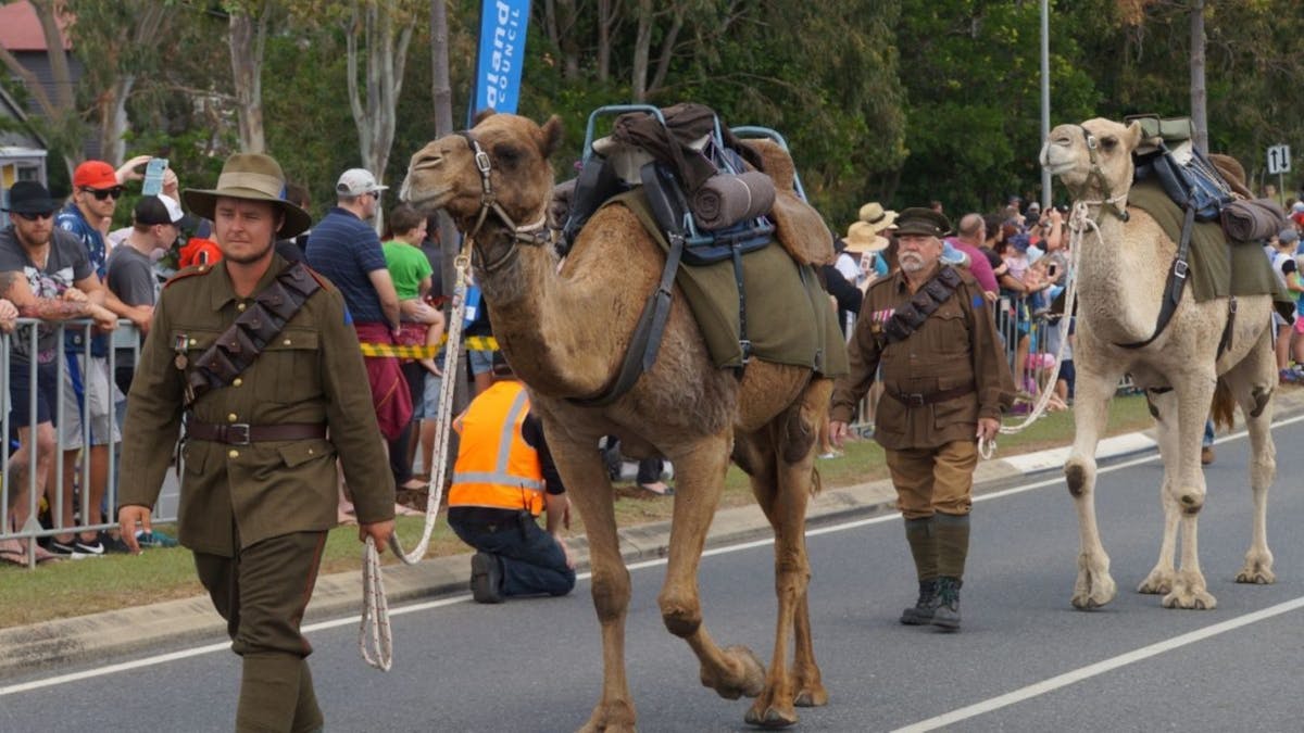 Camels