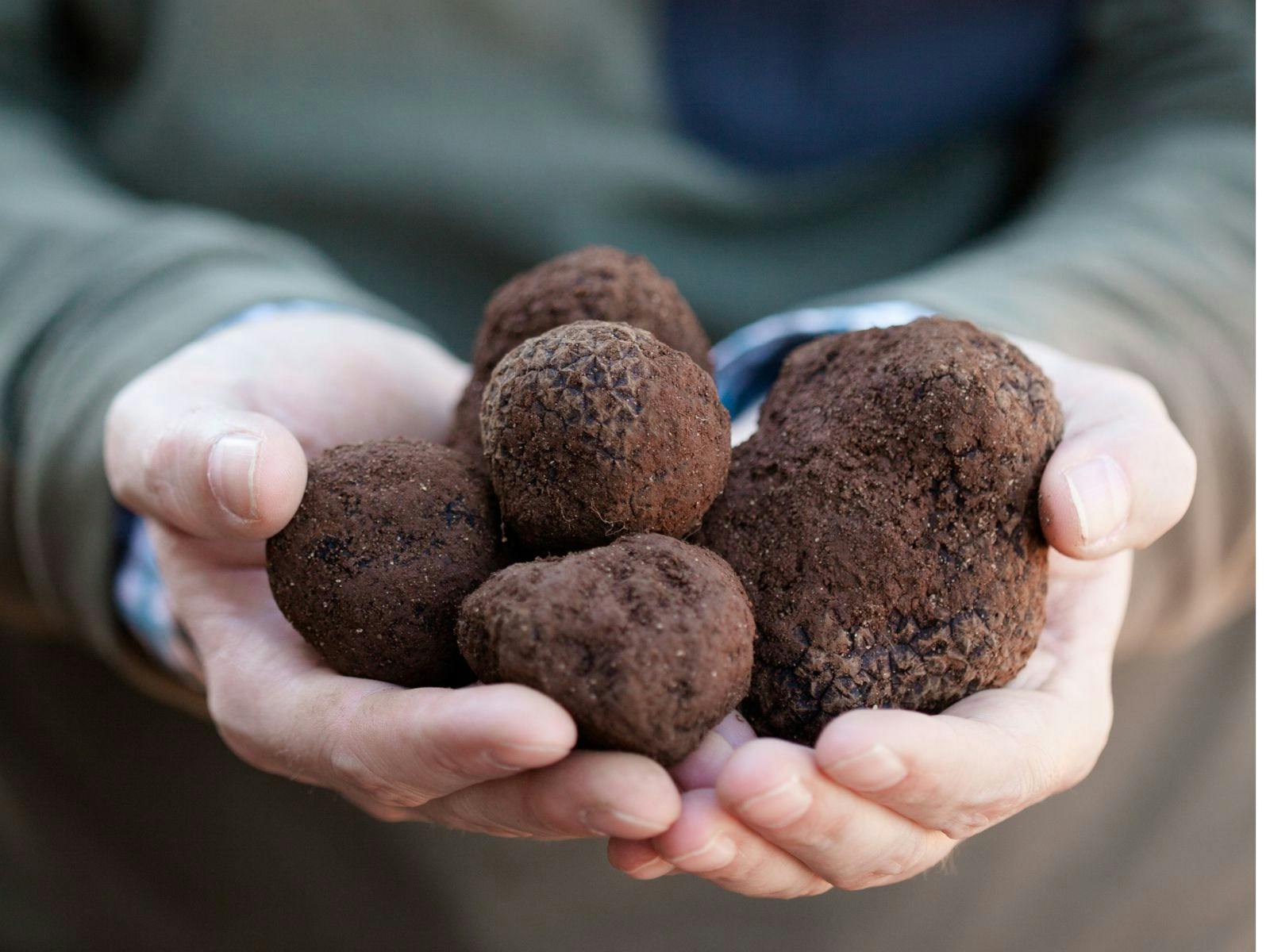 Holding truffle in hands