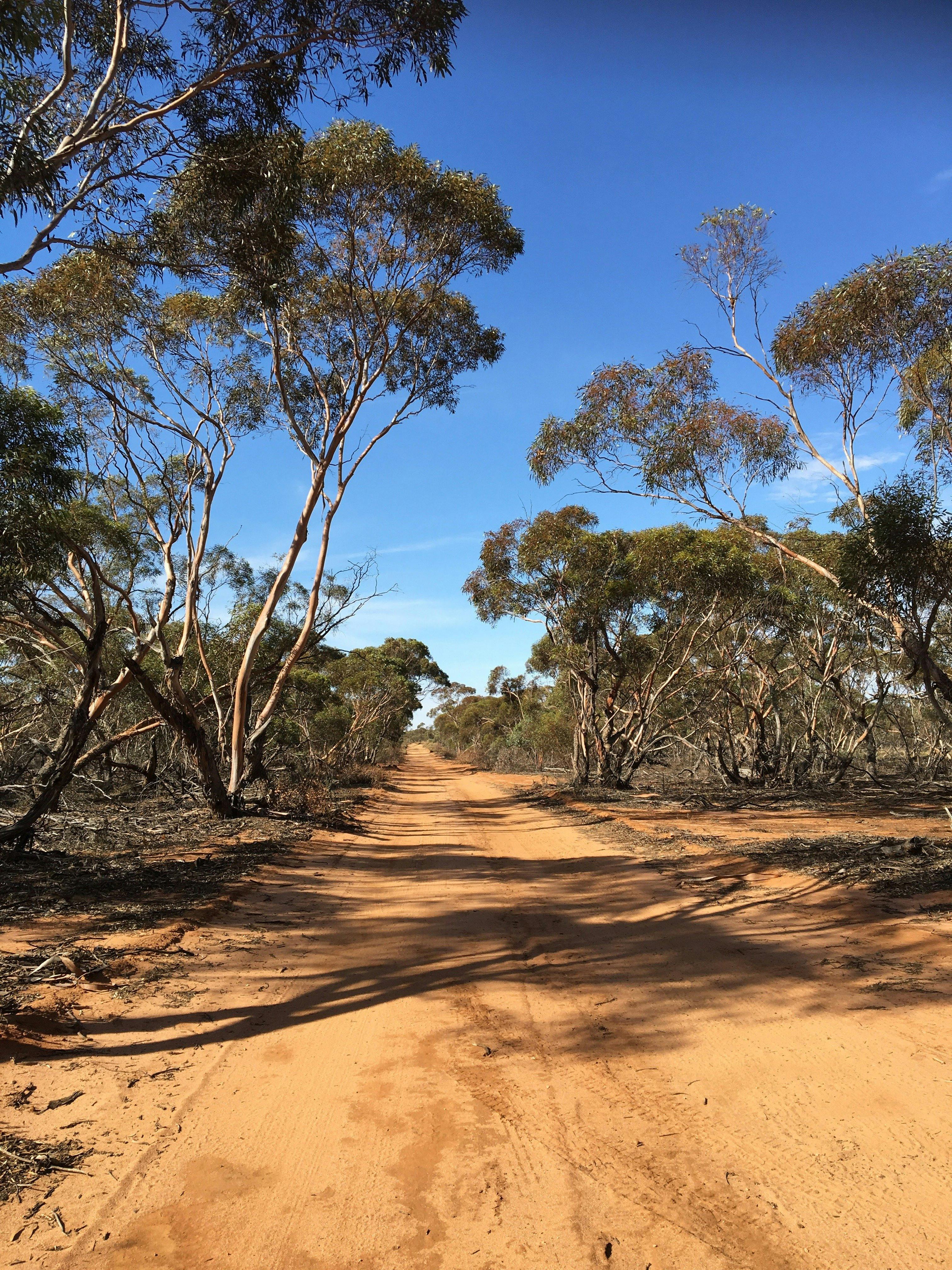 Hattah NP has such diverse landscapes. Wind along sandy mallee tracks.