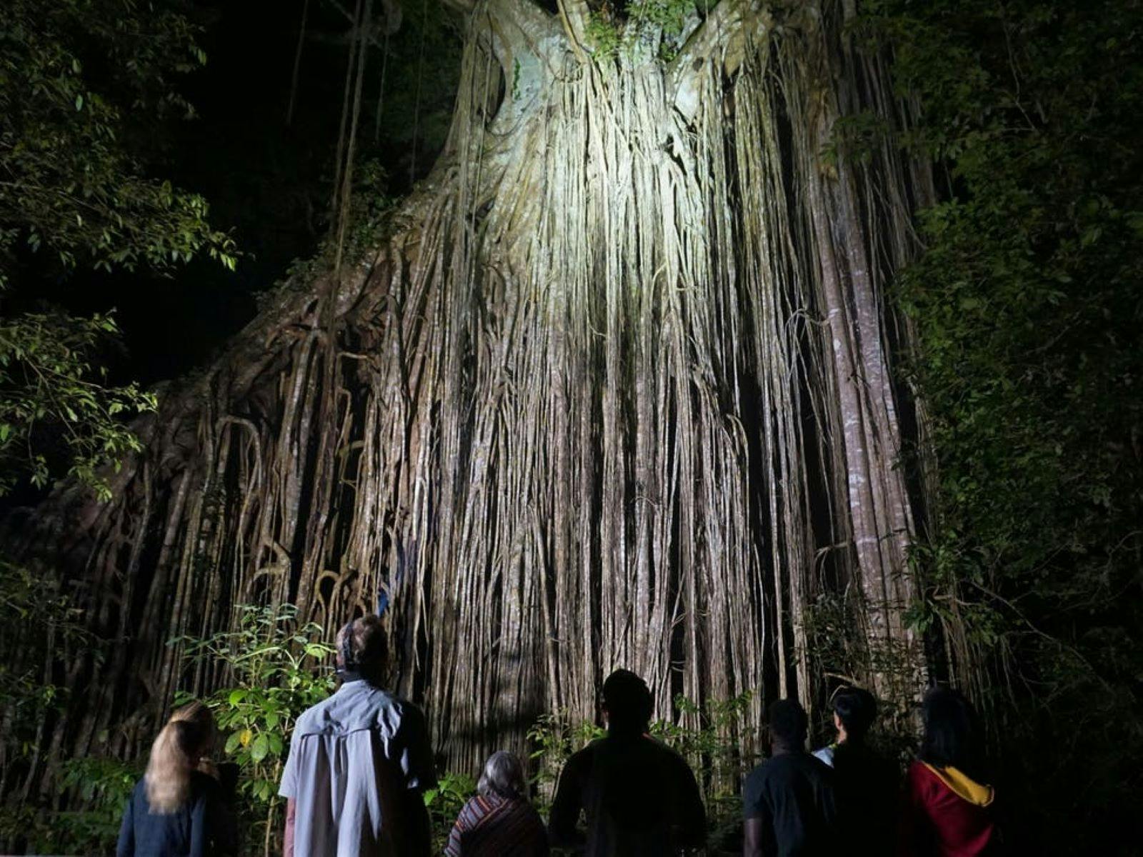 Rainforest at Night Rainforest at Night