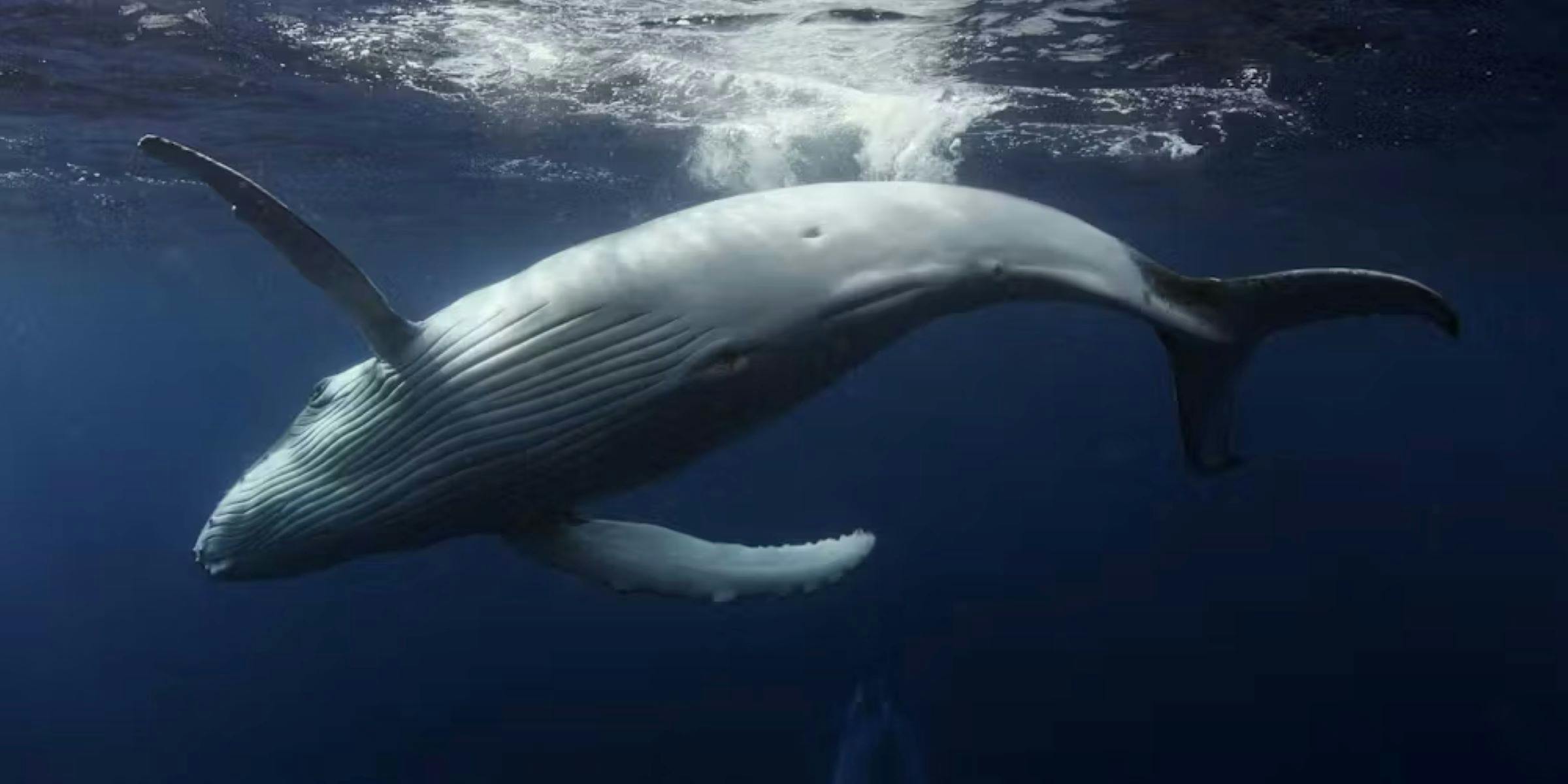 WORLDS OF WONDER - IMAX Exclusive Festival with The National Zoo on site at Dendy Cinemas Canberra e