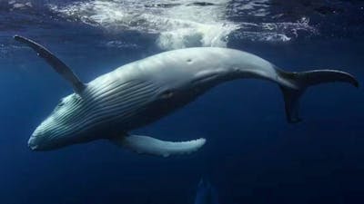 WORLDS OF WONDER - IMAX Exclusive Festival with The National Zoo on site at Dendy Cinemas Canberra e