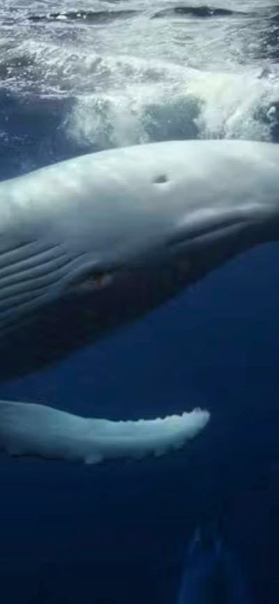 WORLDS OF WONDER - IMAX Exclusive Festival with The National Zoo on site at Dendy Cinemas Canberra e