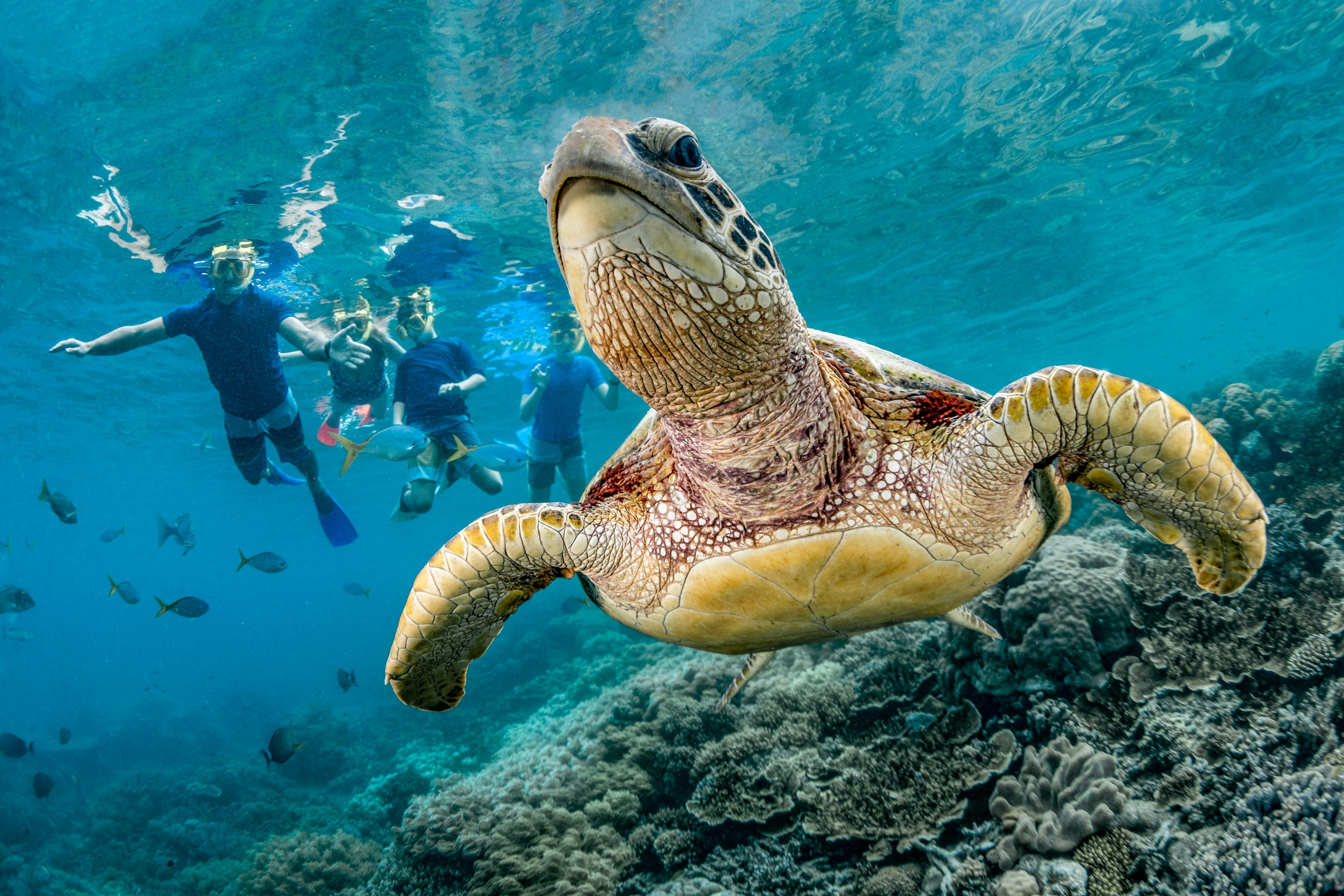 Snorkelling on the Great Barrier Reef at Moore Reef