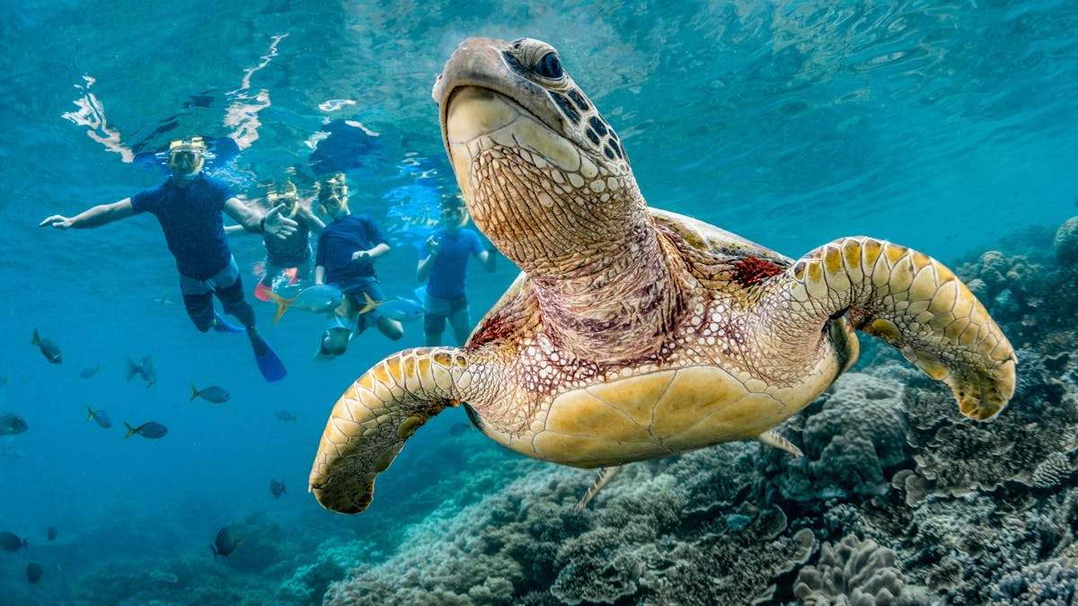 Snorkelling on the Great Barrier Reef at Moore Reef
