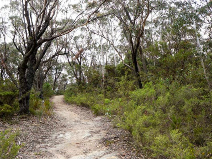 Six Foot walking track