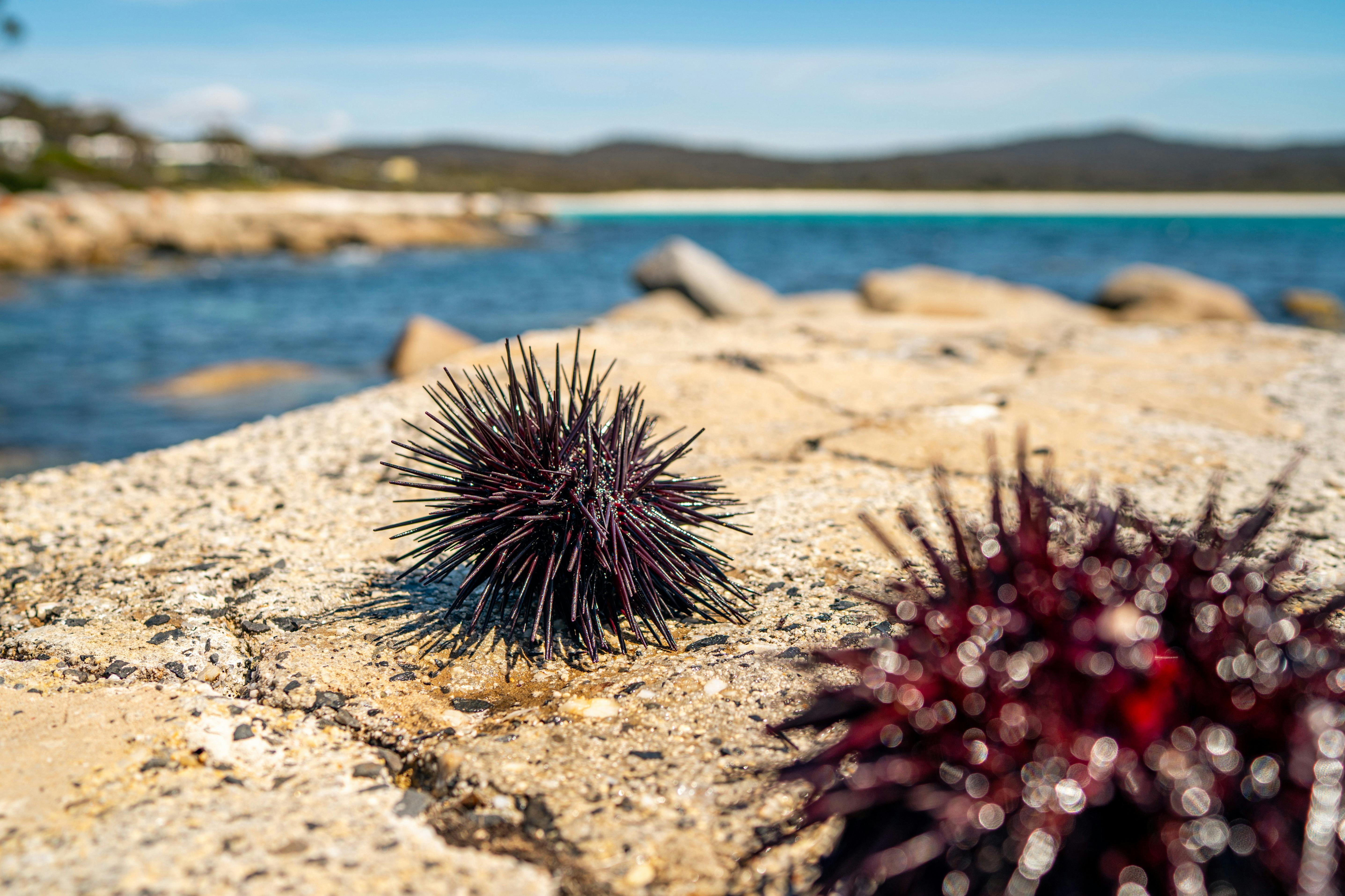 Fresh sea urchin in front of the ocean with Binalong Bay in the background