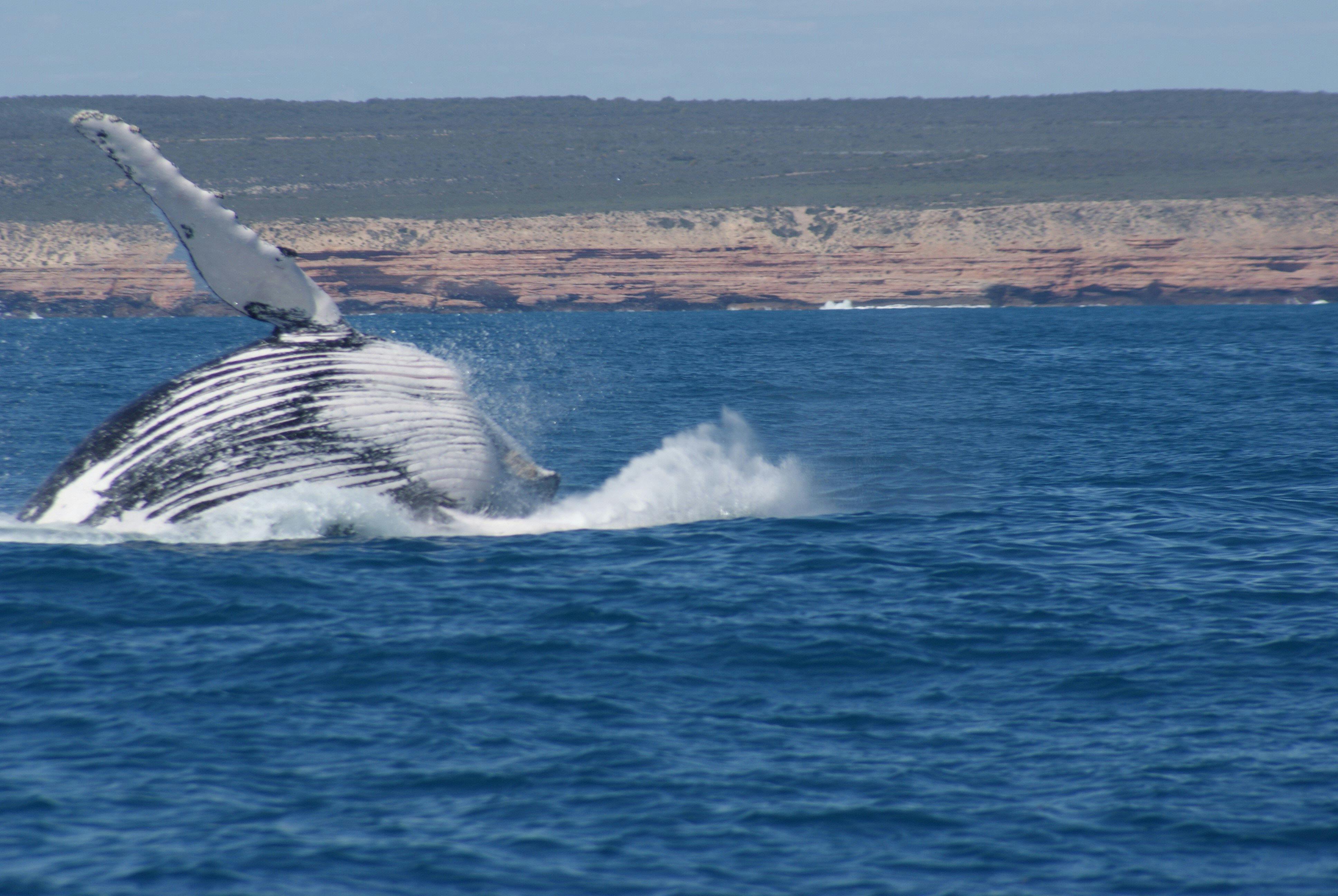 Reefwalker Charters, Kalbarri, Western Australia