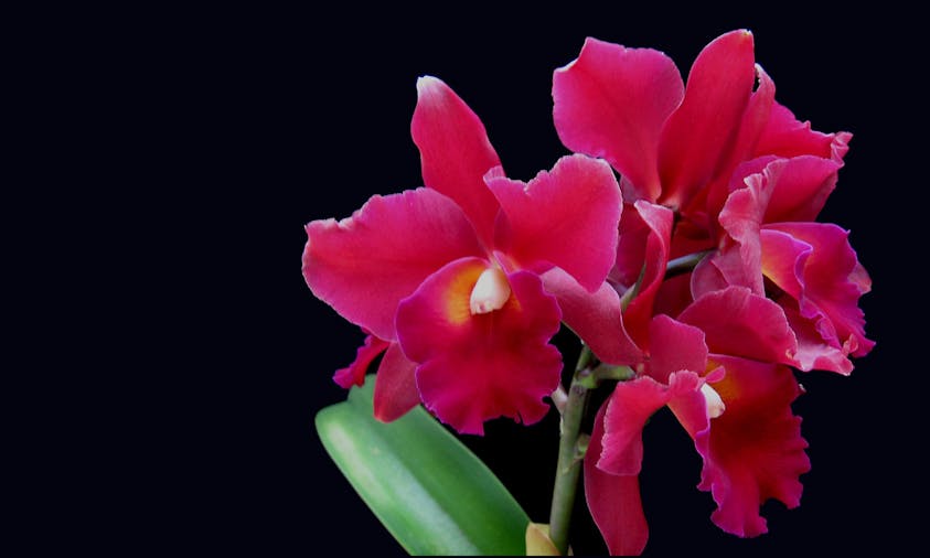 Millicent Orchid Society Show