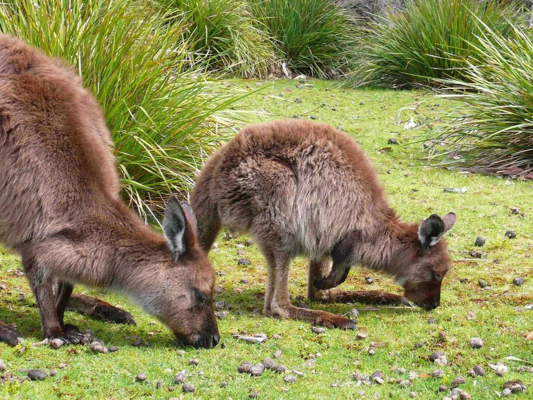 Kangaroo Island Wilderness Trail - 6 Day - Self-Guided