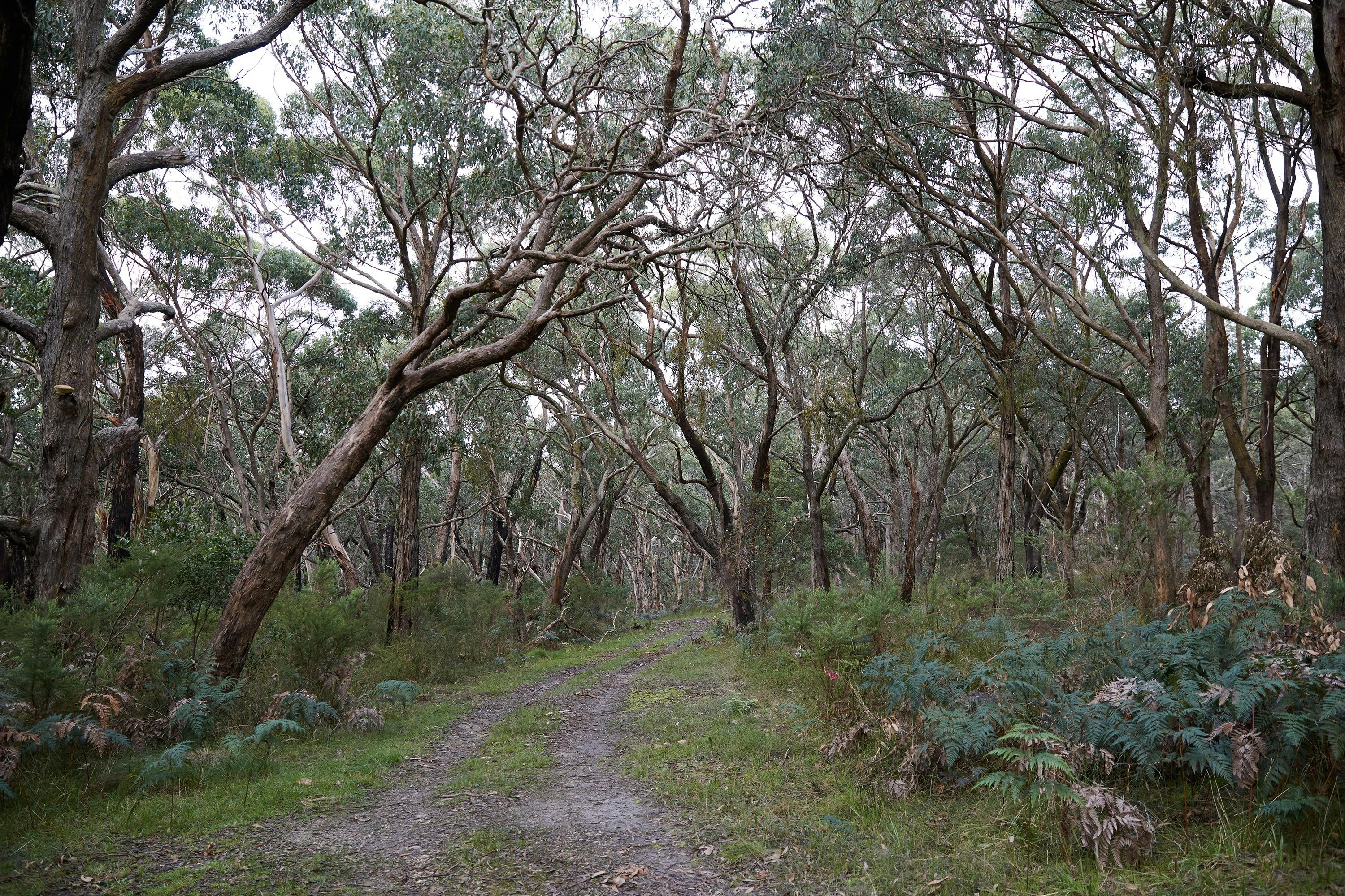 Arthurs Seat State Park