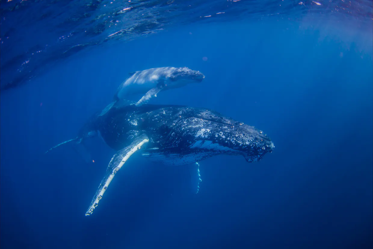 Australia's First Swim with Humpback Whale Encounters