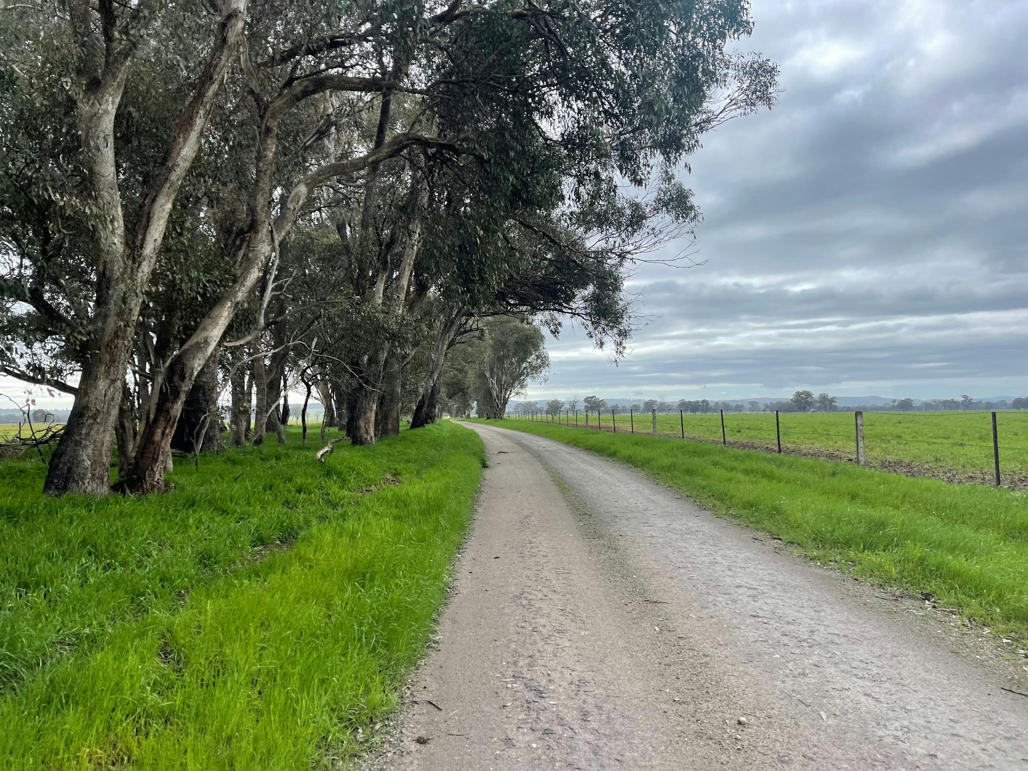 Gravel road, green grass and gum trees on left green grass & fence on right cloudy sky