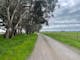 Gravel road, green grass and gum trees on left green grass & fence on right cloudy sky