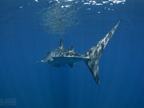 Three Islands Whale Shark Dive, Exmouth, Western Australia