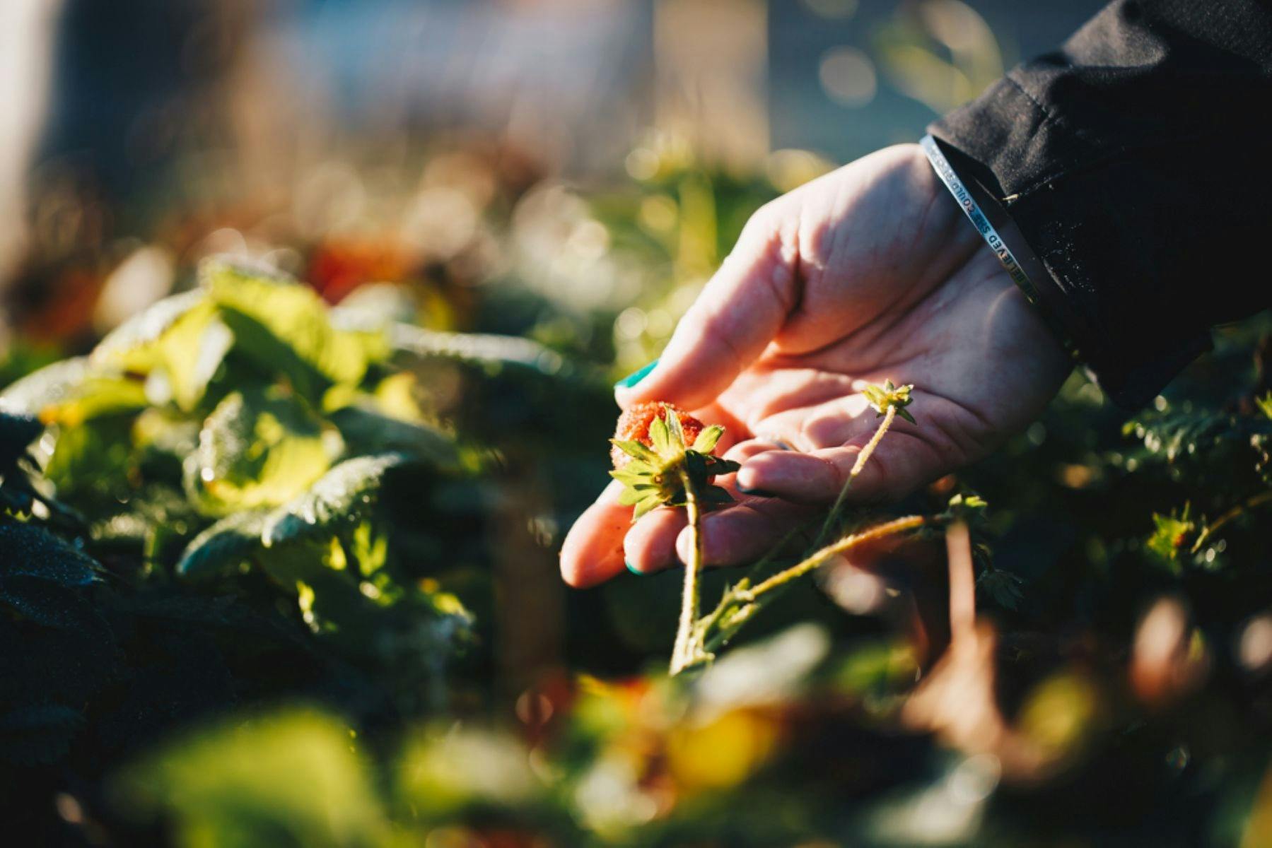 Hand caresses strawberry in the Apothecary Garden