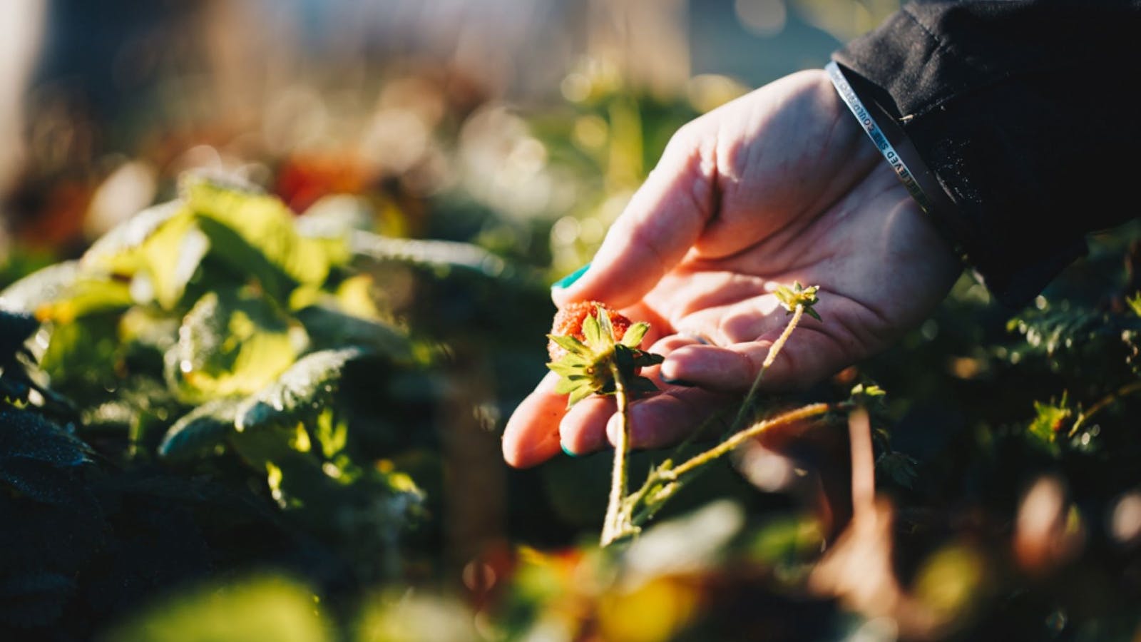 Reconnect with nature in our Apothecary Garden