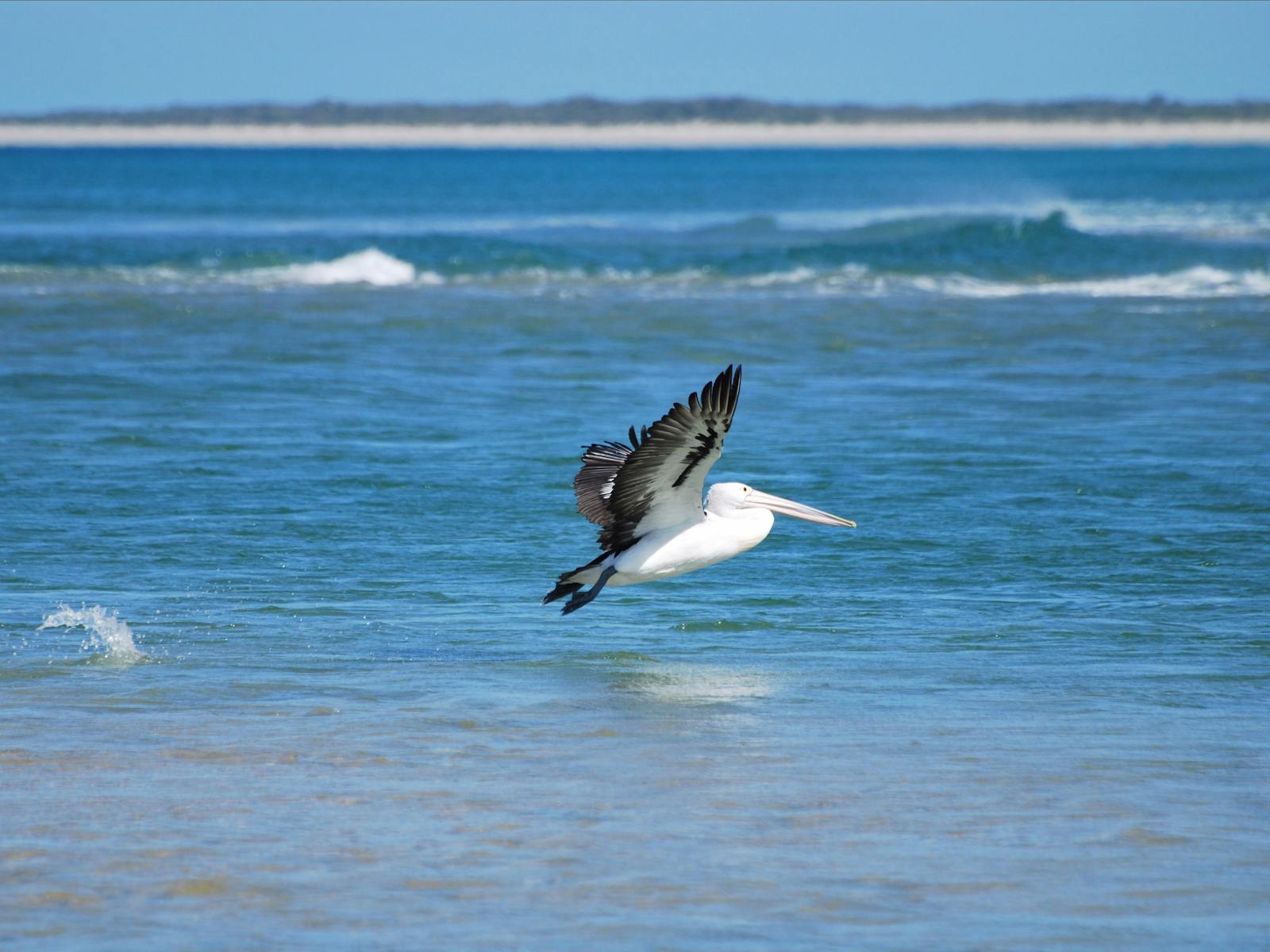 Bird life at North East River Flinders Island Tasmania