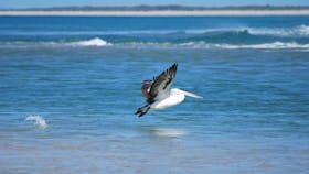 Drive Discovery North Flinders Island
