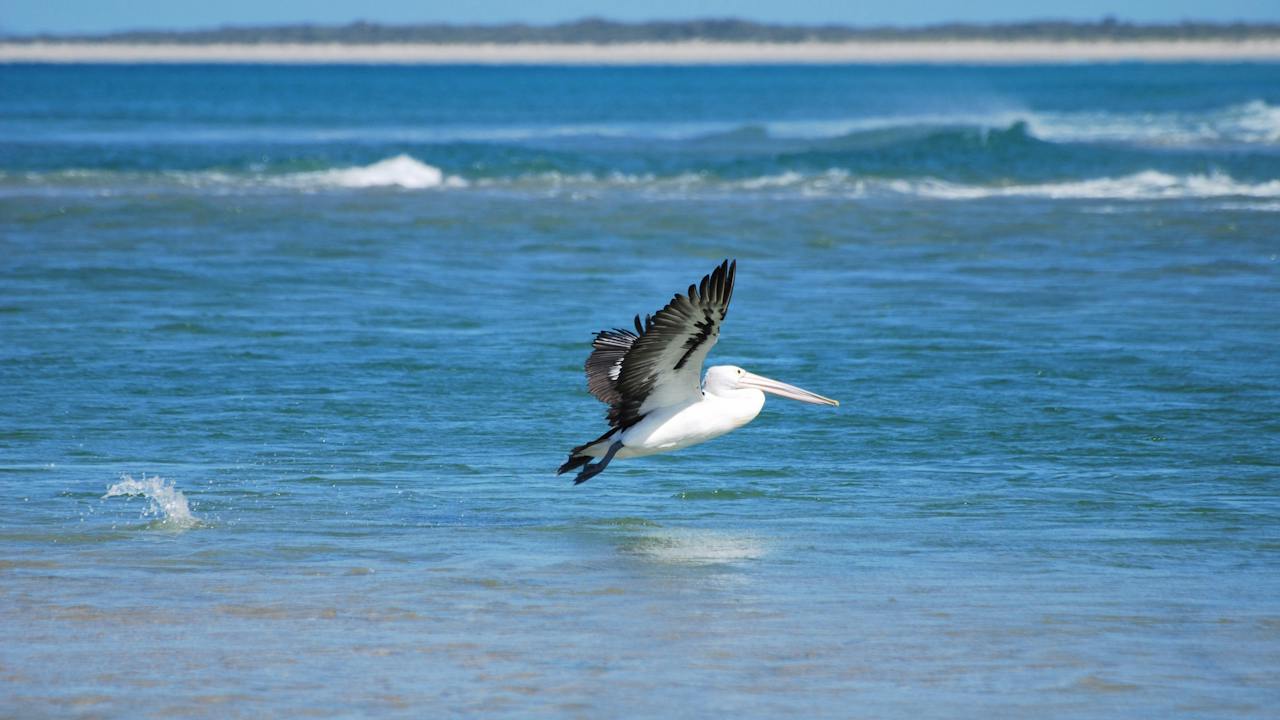 Bird life at North East River