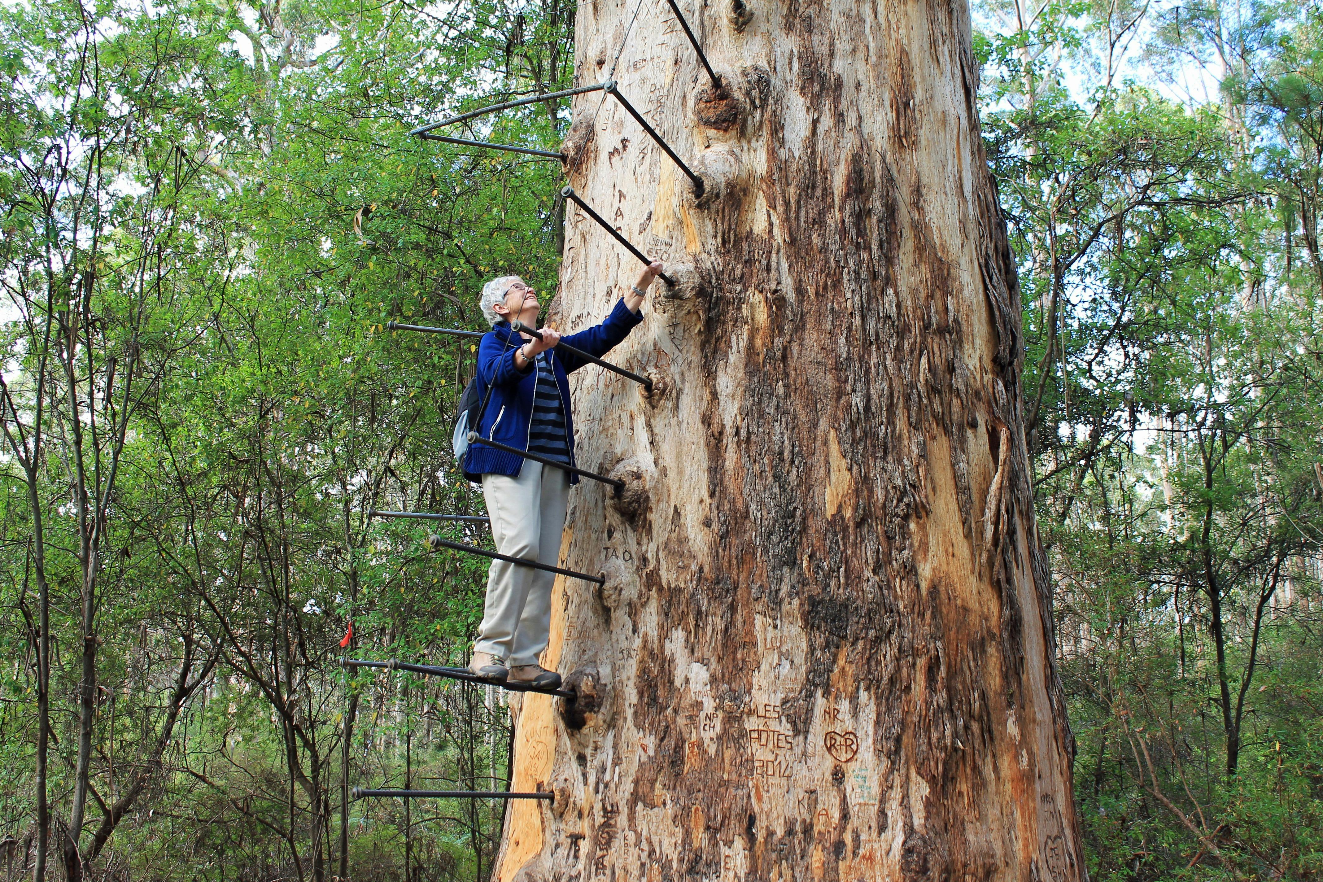 Woman on the metal ladder rungs at the bottom of a large tree trunk