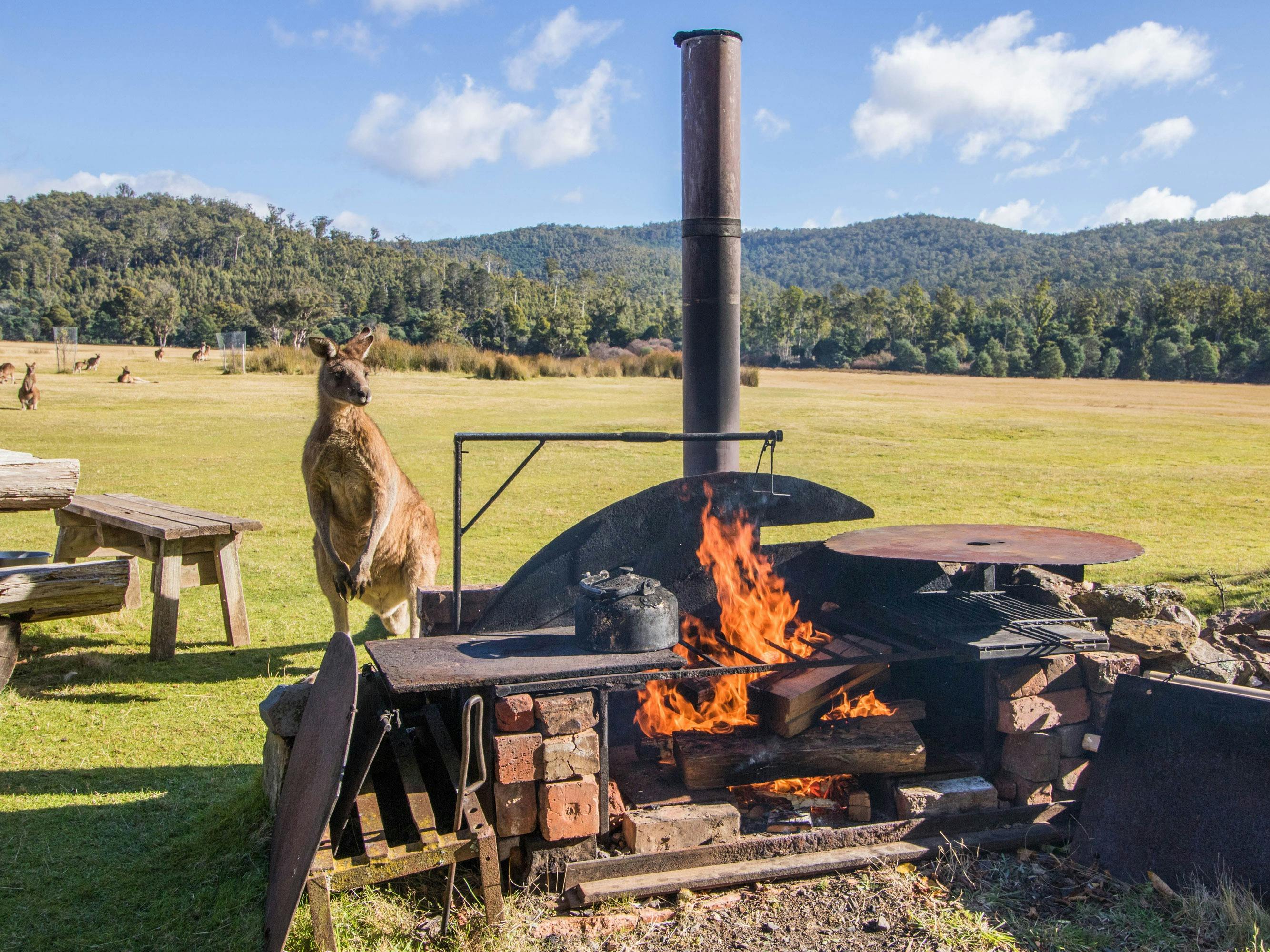 kangaroo approaching campfire
