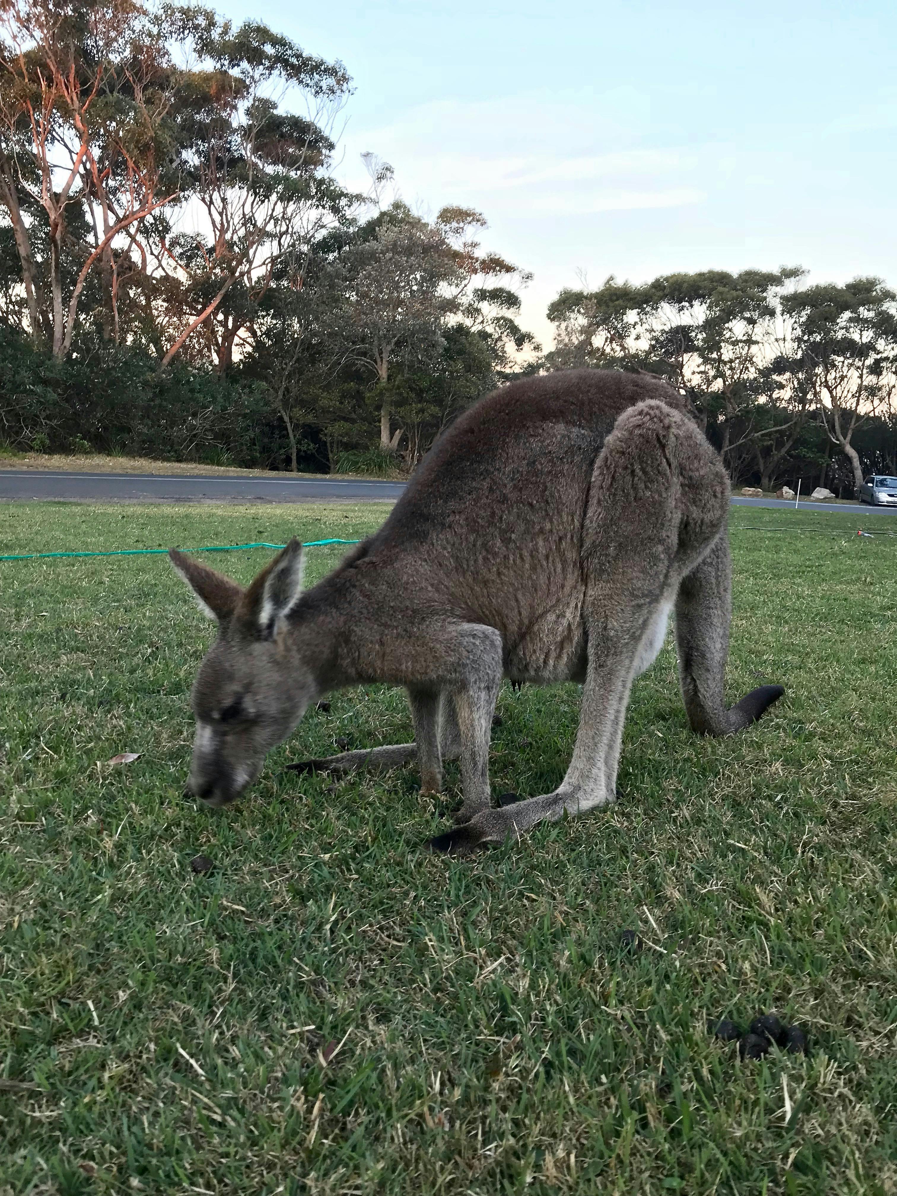 Kangaroo
