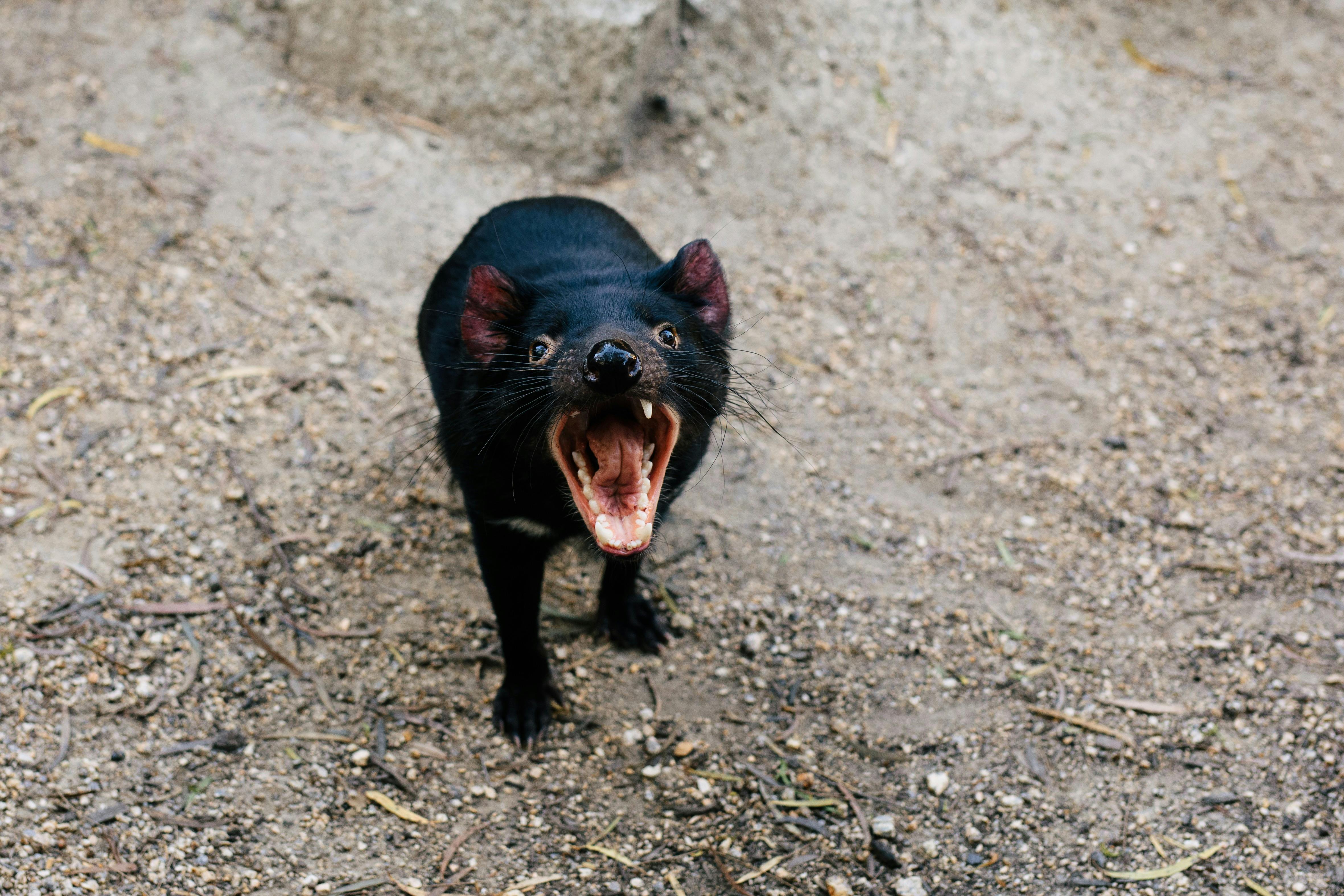 Tasmanian devil