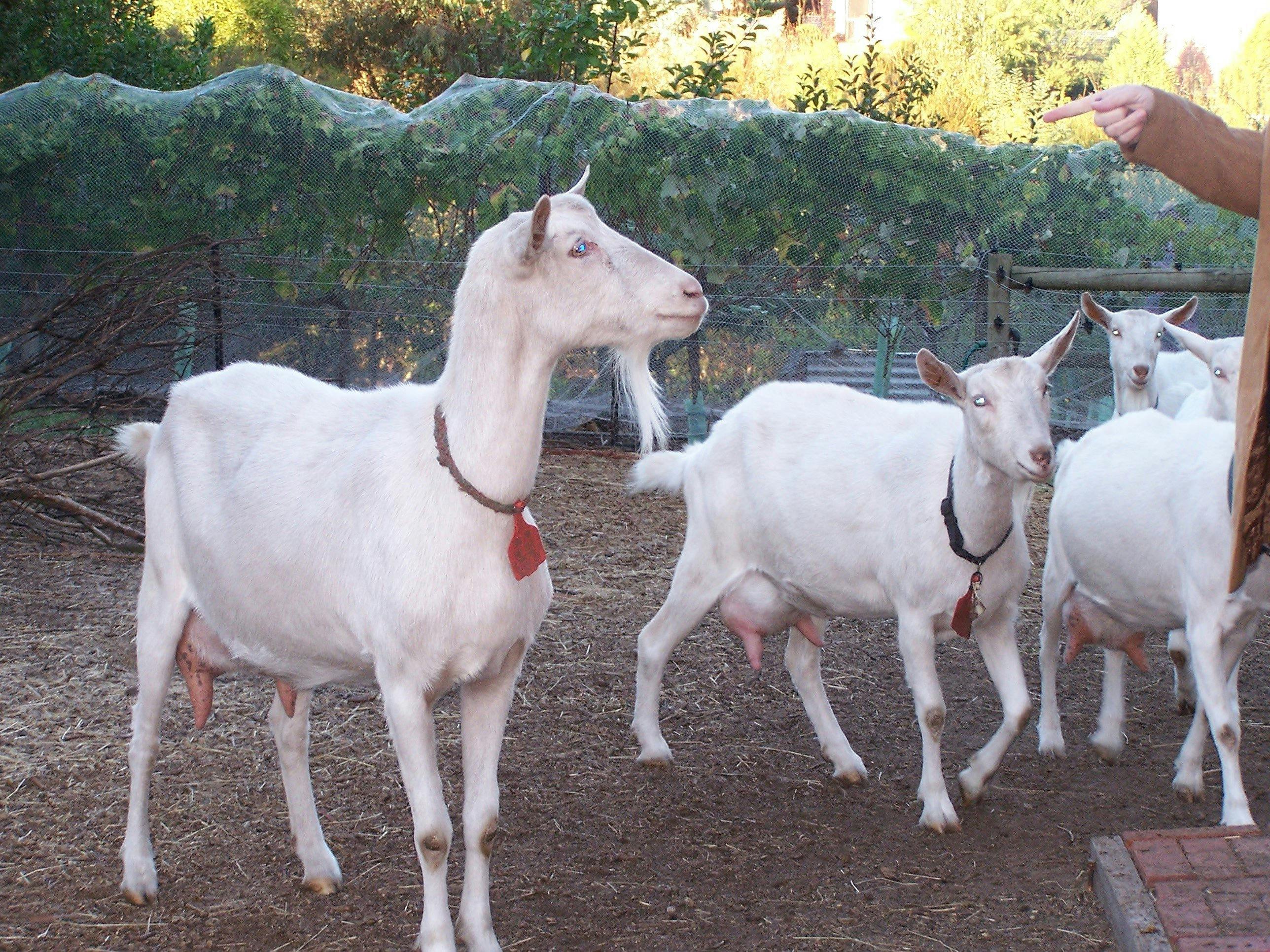 Drysdale Cheeses