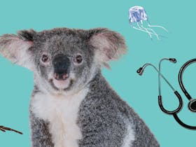 Australian Animals: Saving Us and Saving Them Cover Image