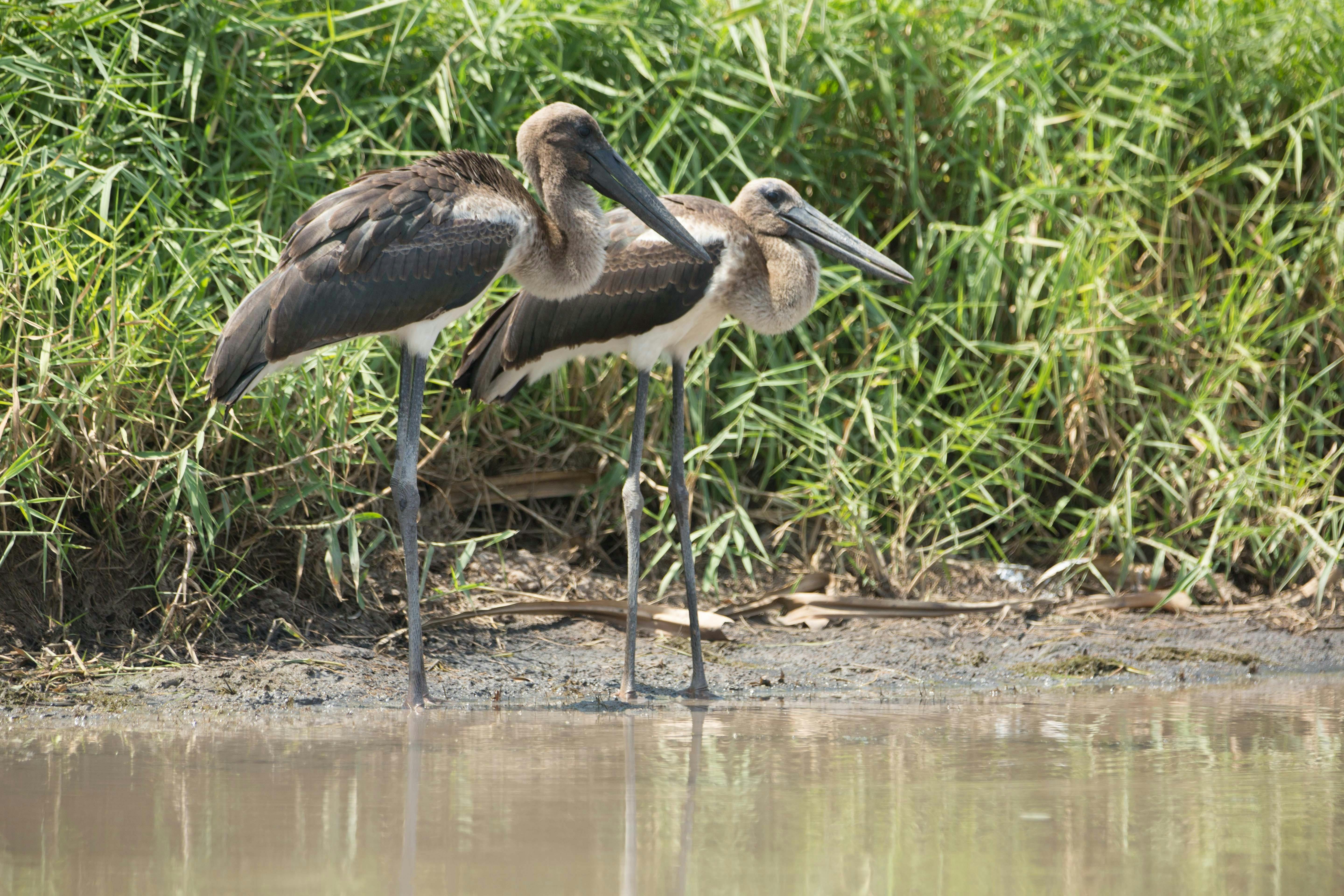 Juvenile Jabiru
