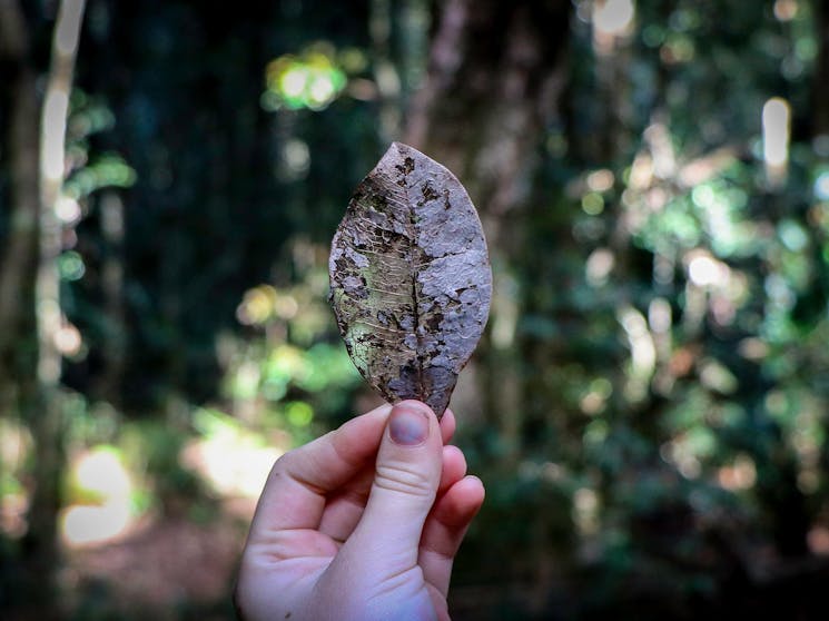 Allyn River Rainforest Walking Track discovery