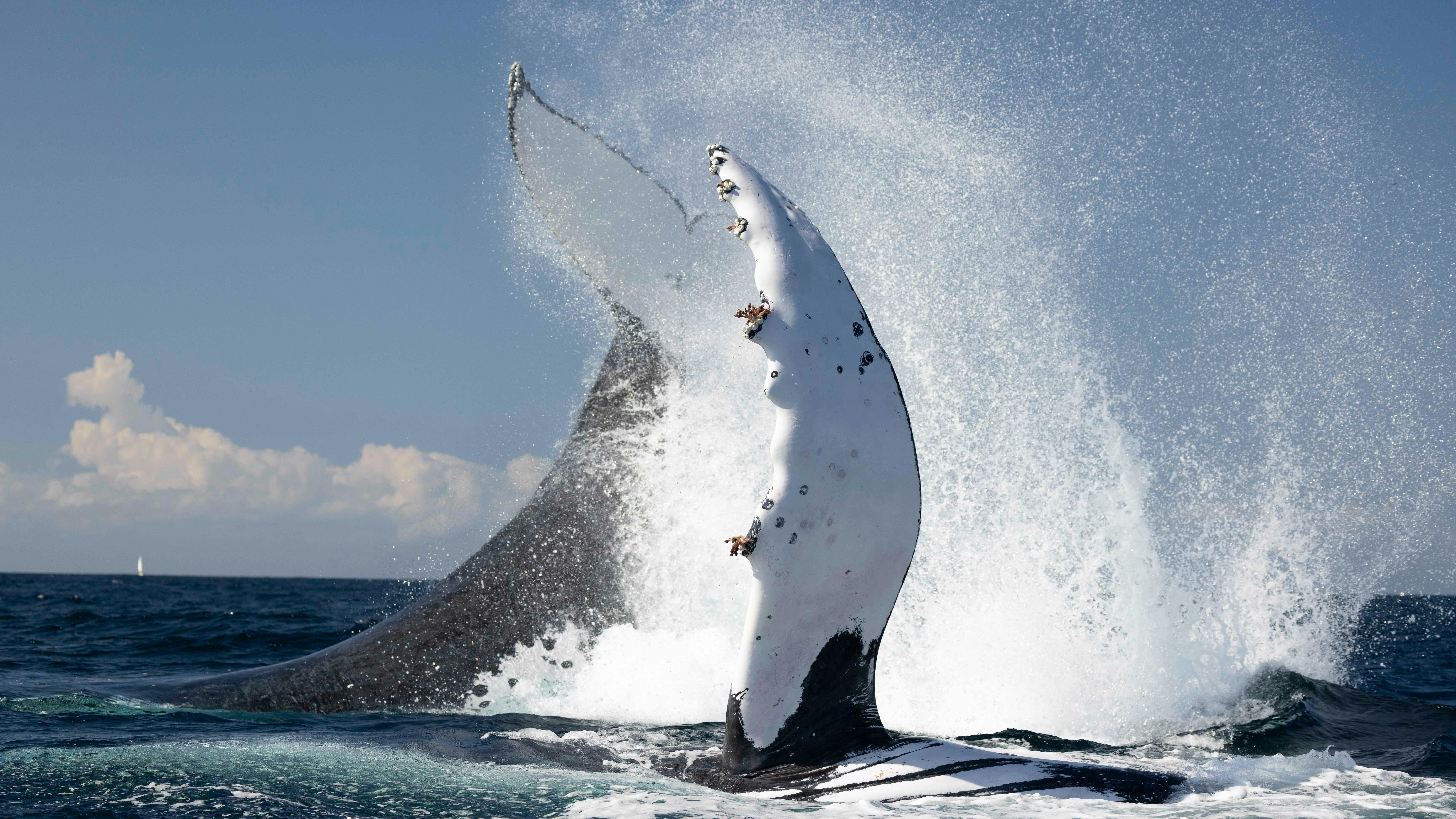 A Humpback whale tail fluke and another whales pectoral fin slap the ocean in a wild frenzy