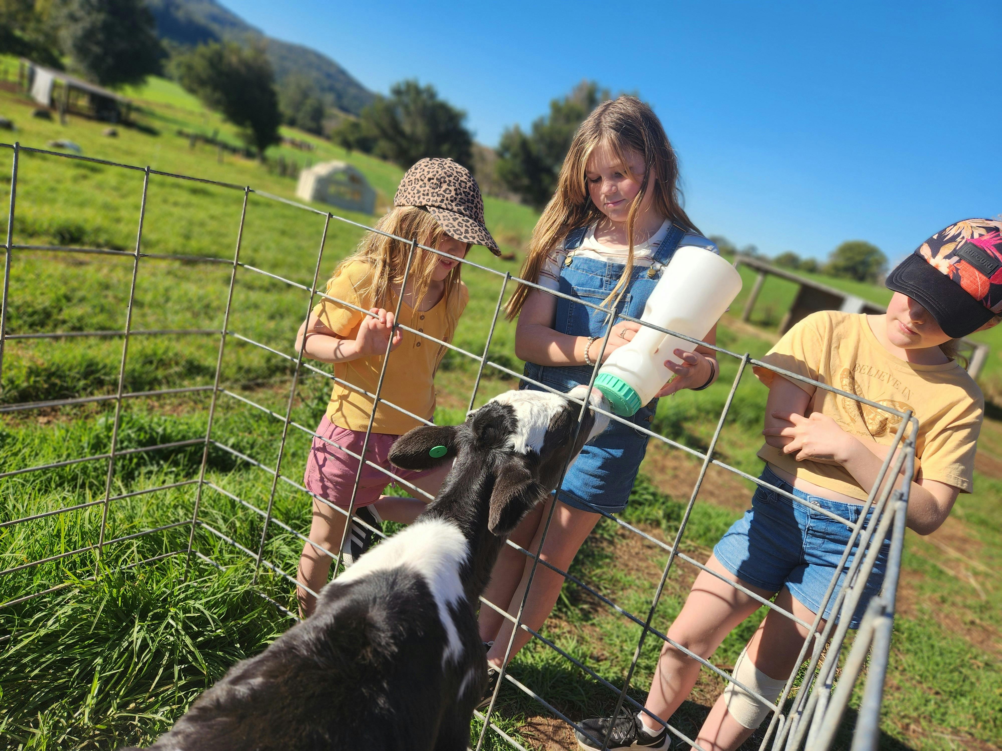 Some visitors at the farm enjoy feeding a little calf with a bottle