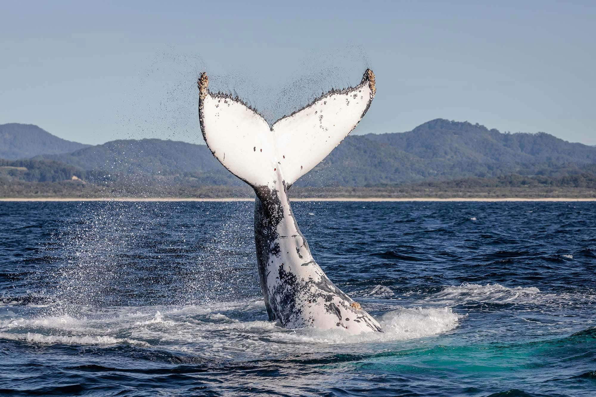 Humpback whale tail slapping