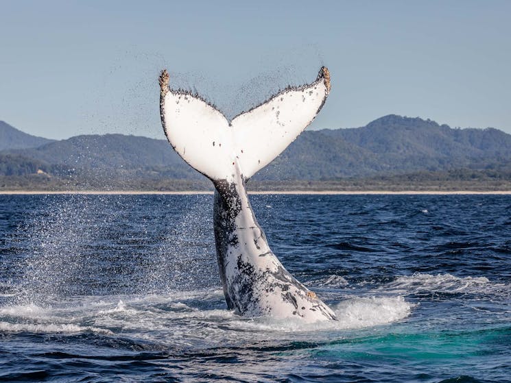Humpback whale tail slapping