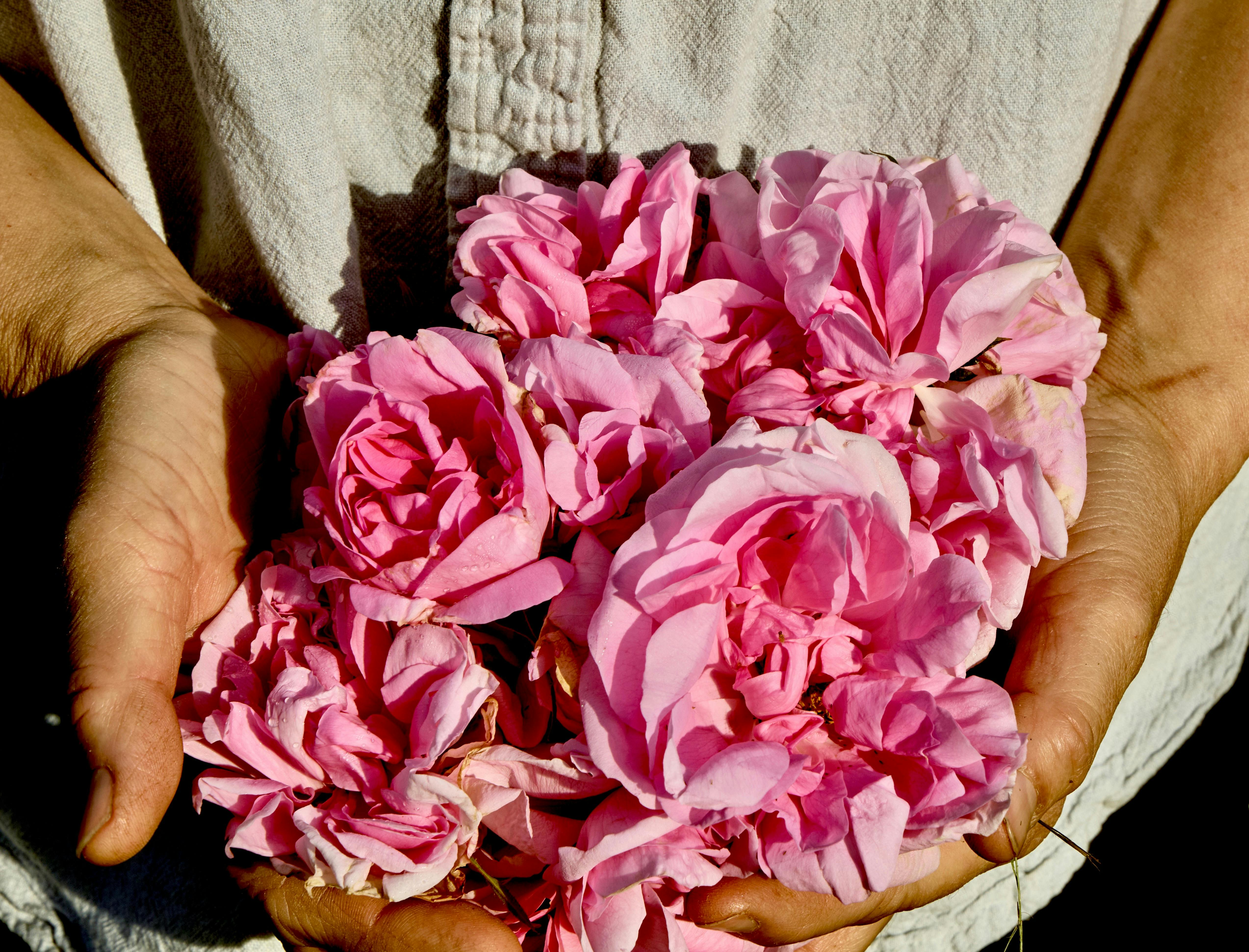 damask rose and hand