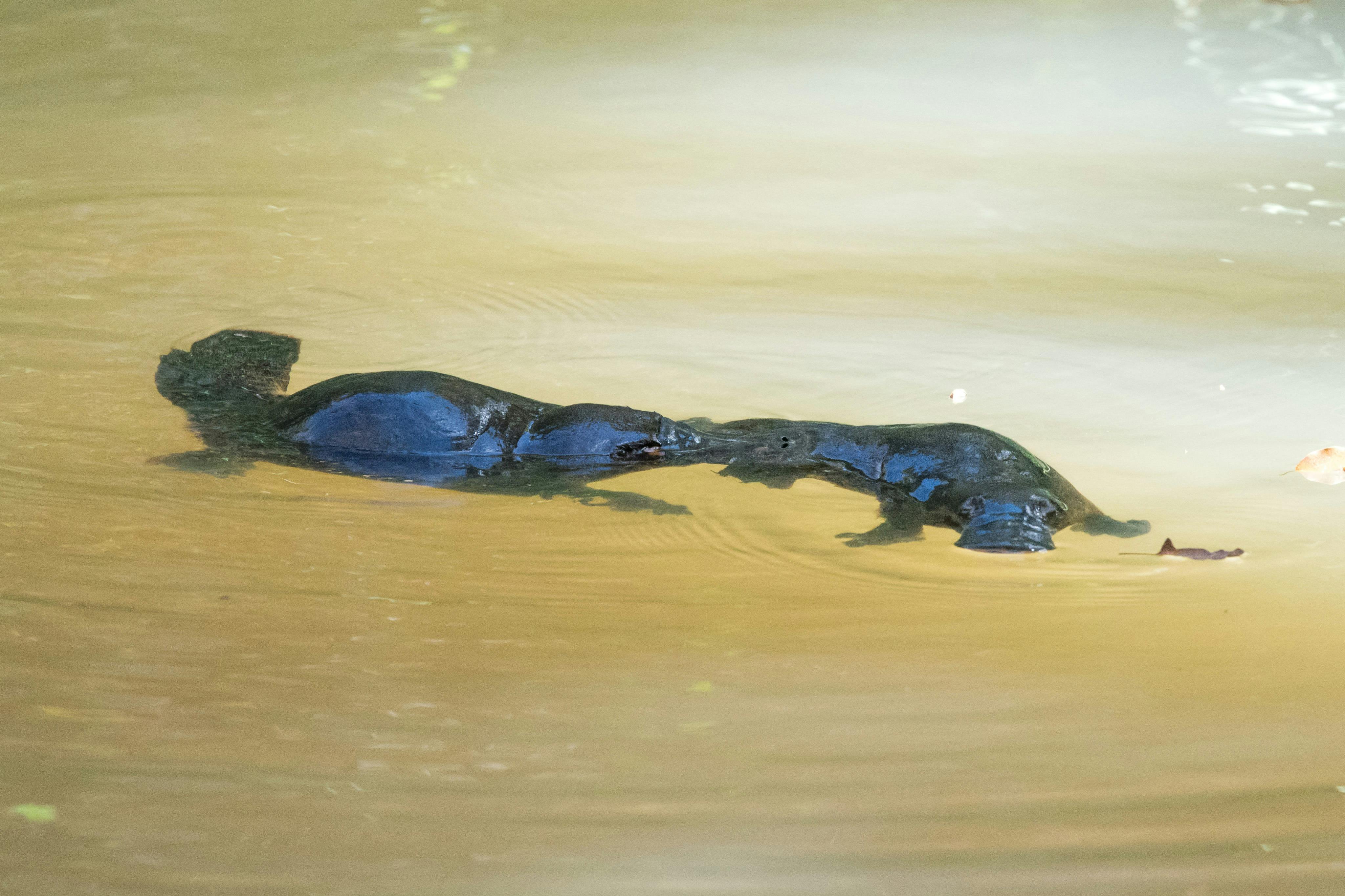 2 platypus swimming