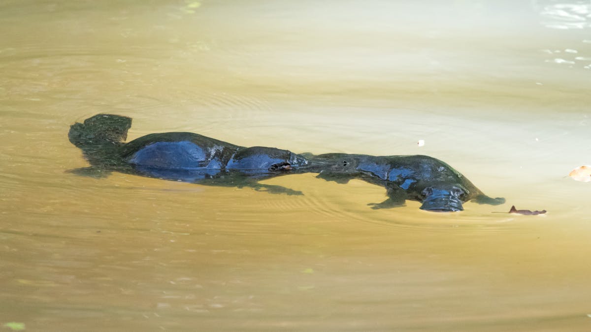 2 platypus swimming