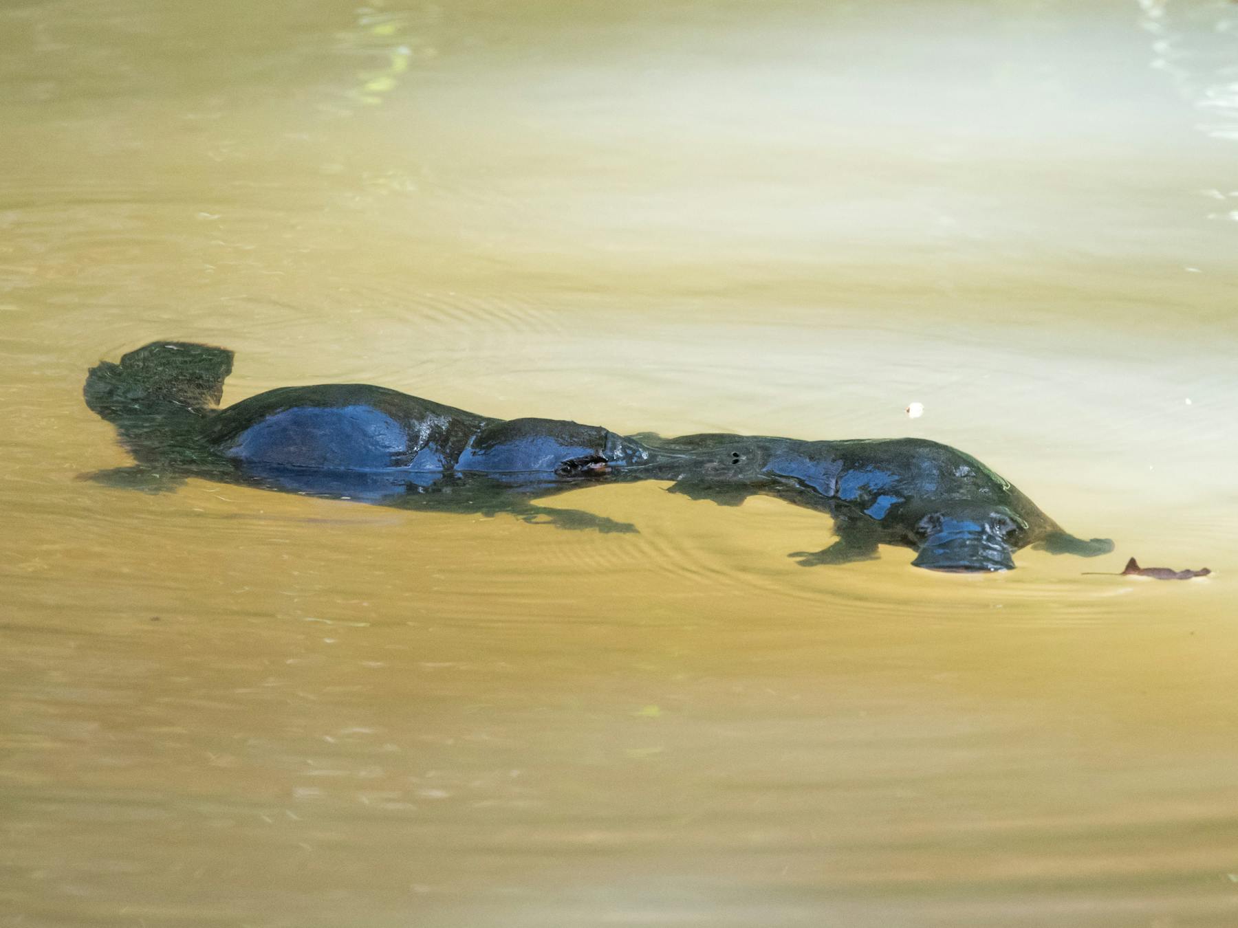 2 platypus swimming
