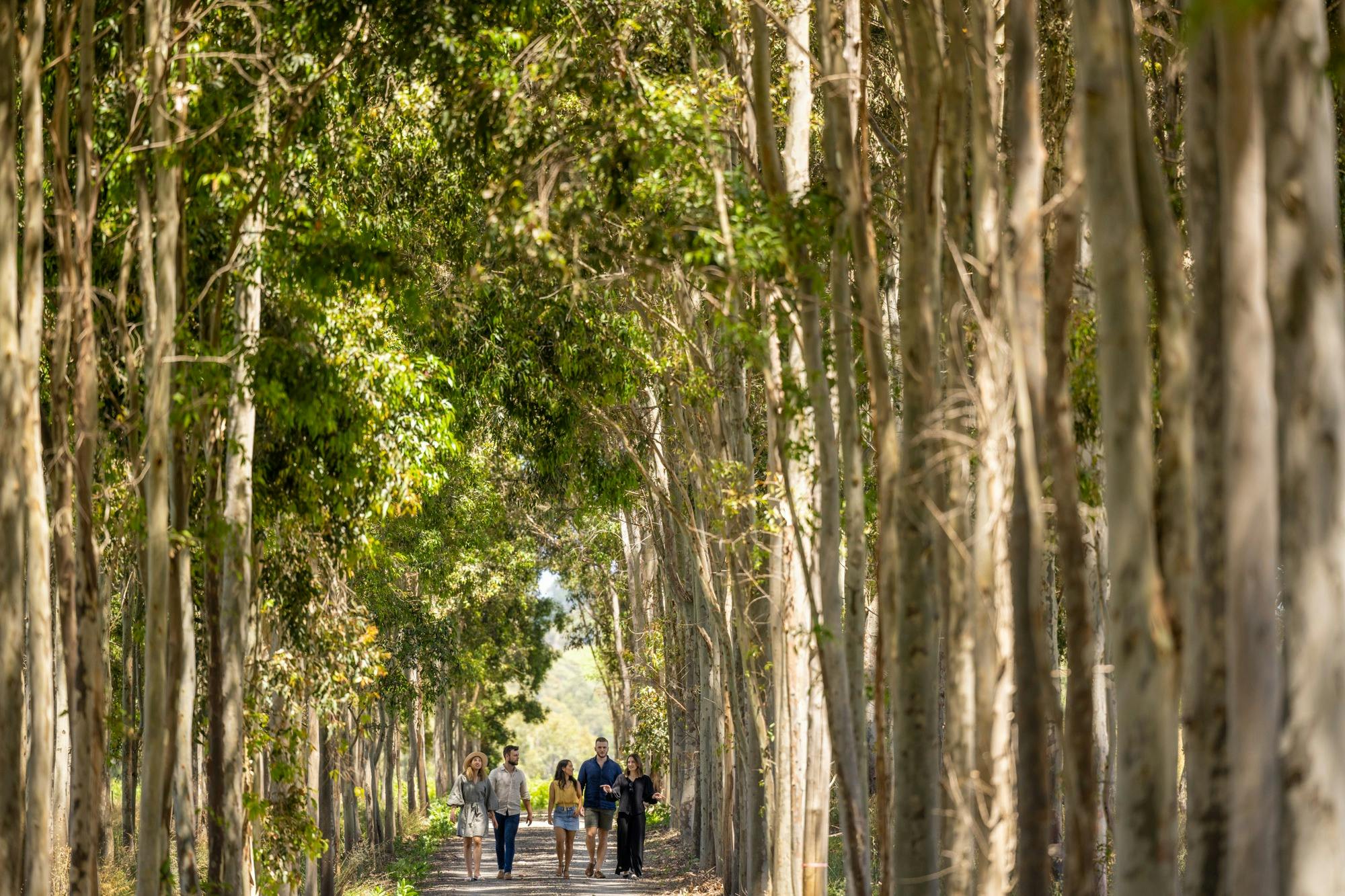 Guests being hosted to a vineyard tour through our sustainably planted wood lot