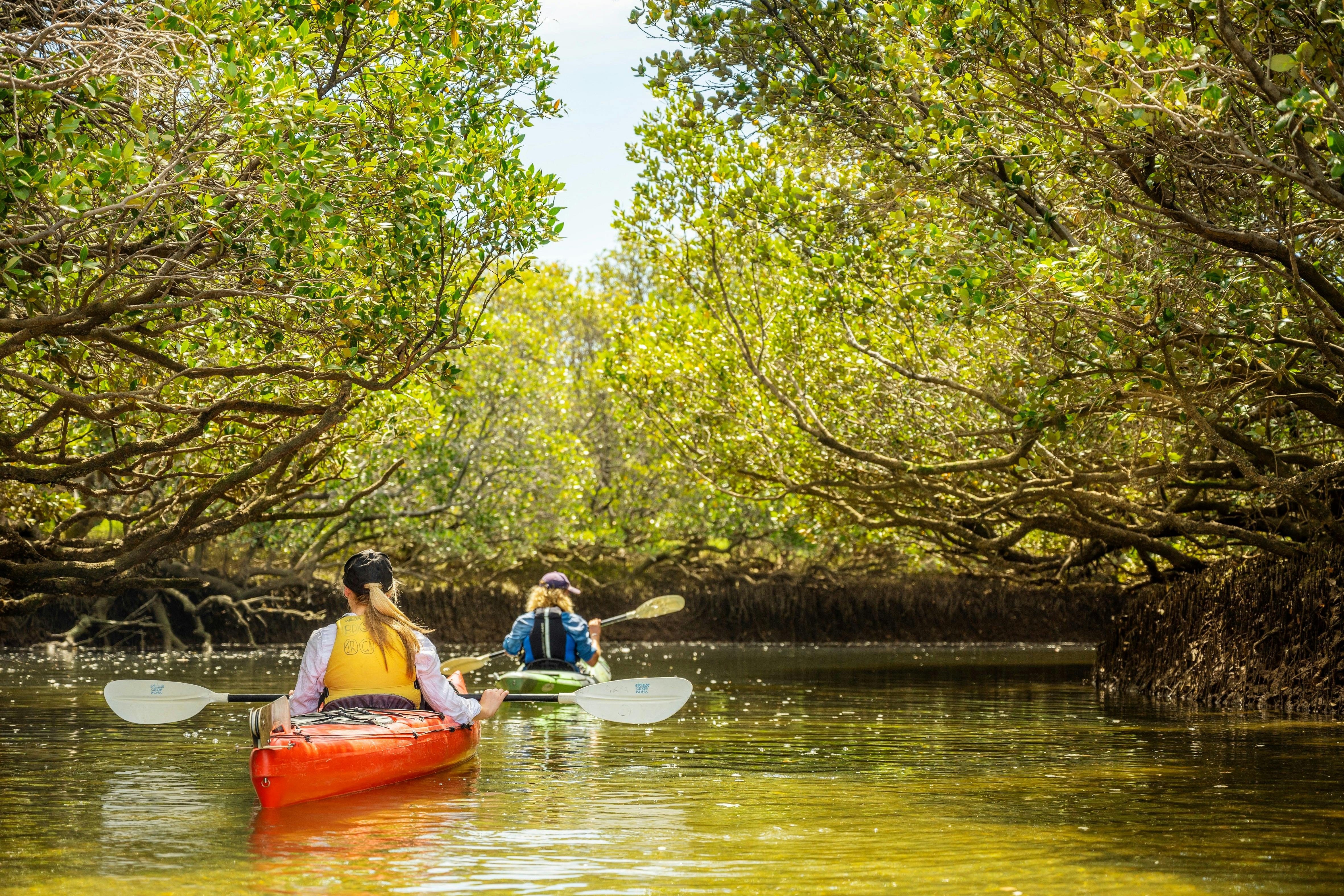 Mangrove lined creeks