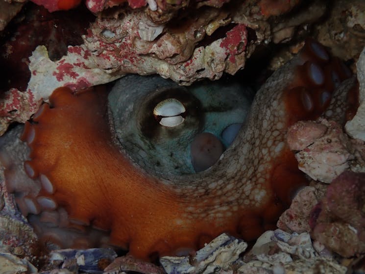 Octopus hiding in some rocks and rubble underwater