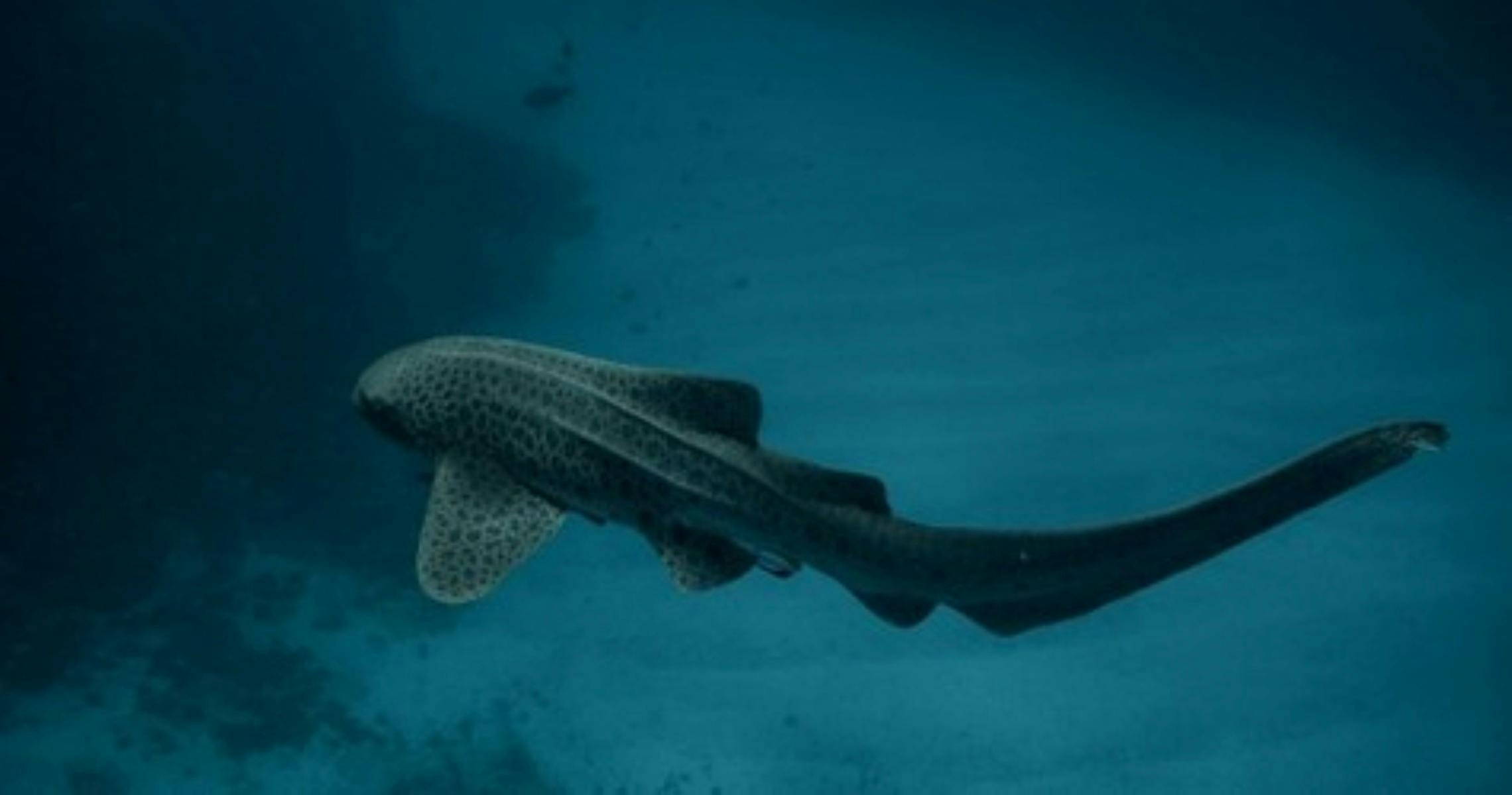 leopard shark swimming
