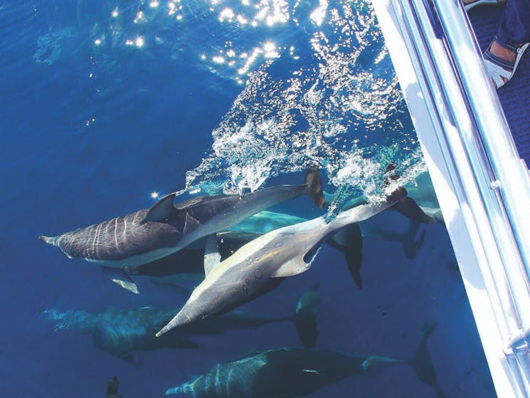 Amaroo Cruises dolphin watching