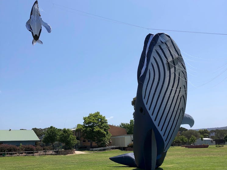 Kites at the Eden Whale Festival