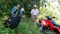 Elusive cassowary